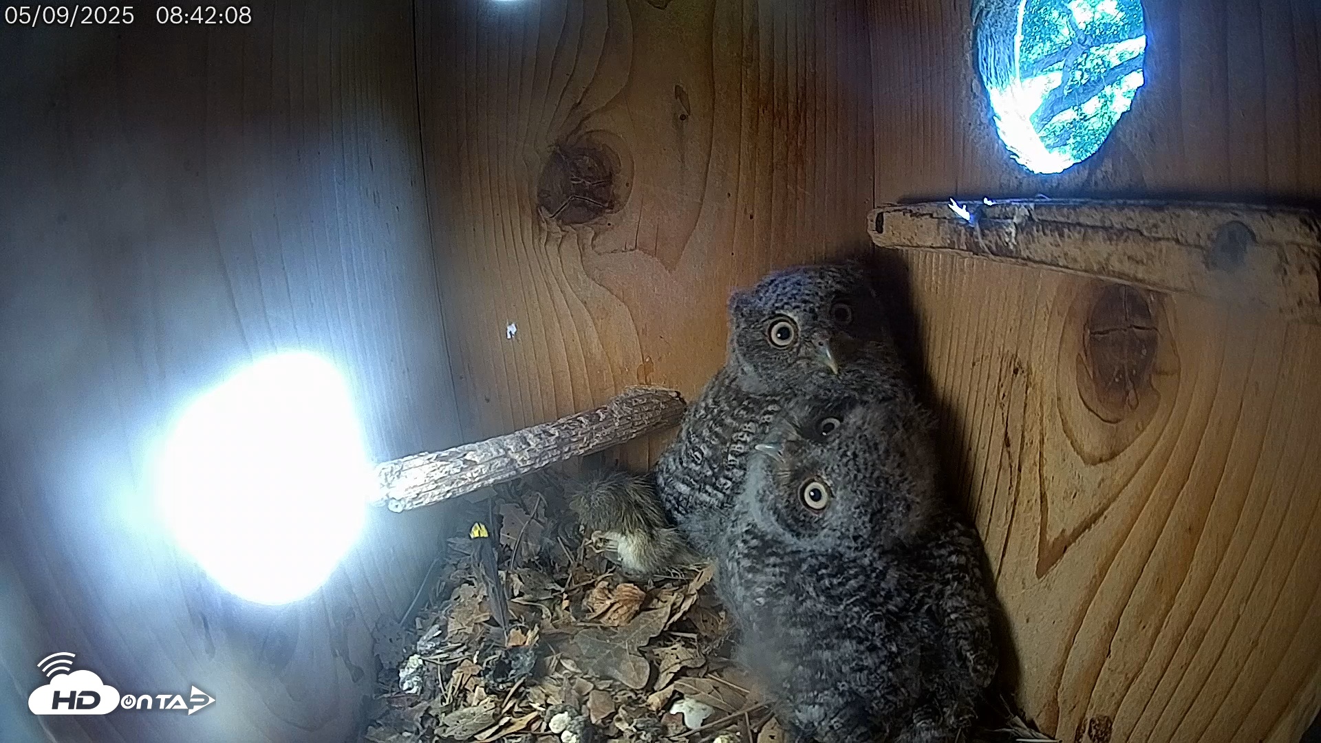 Snapshot of Eastern Screech Owl Live Cam taken May 9, 2025, 3:14pm CDT