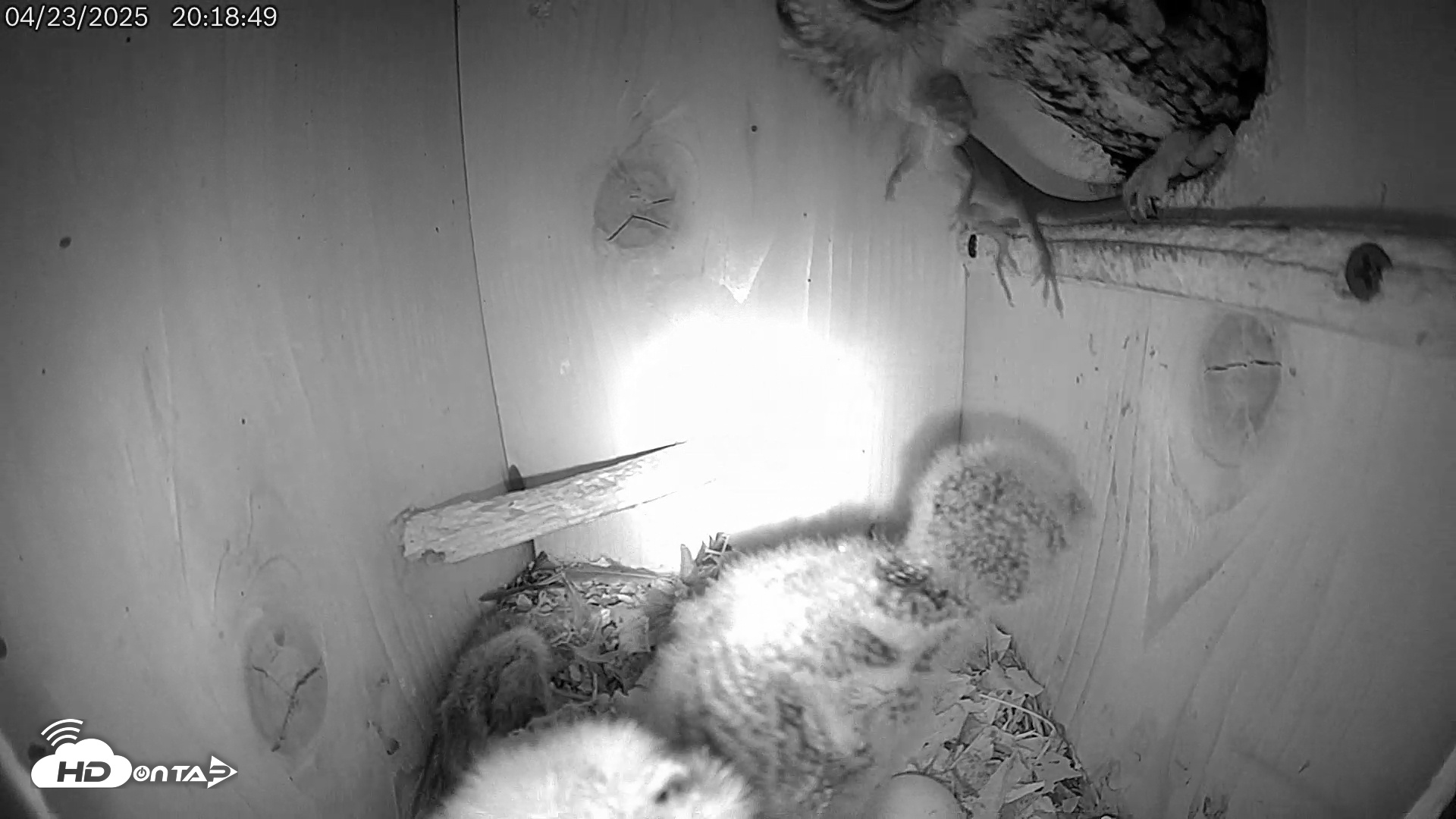 Snapshot of Eastern Screech Owl Live Cam taken Apr 23, 2025, 8:58pm CDT