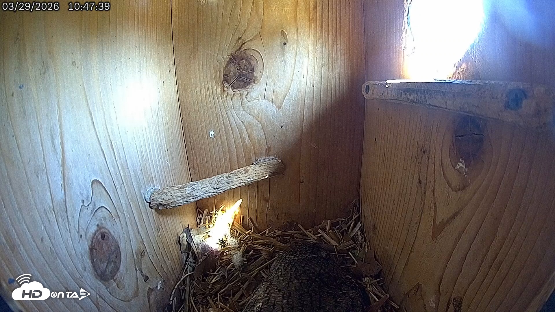 Snapshot of Eastern Screech Owl Live Cam taken Mar 29, 2026, 10:50am CDT