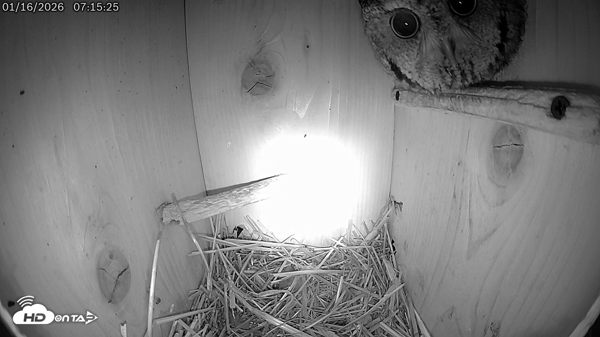 Snapshot of Eastern Screech Owl Live Cam taken Jan 16, 2026, 10:30am CST