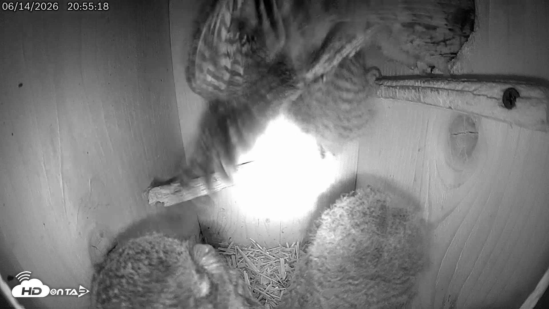 Snapshot of Eastern Screech Owl Live Cam taken Jun 14, 2026, 10:51pm CDT