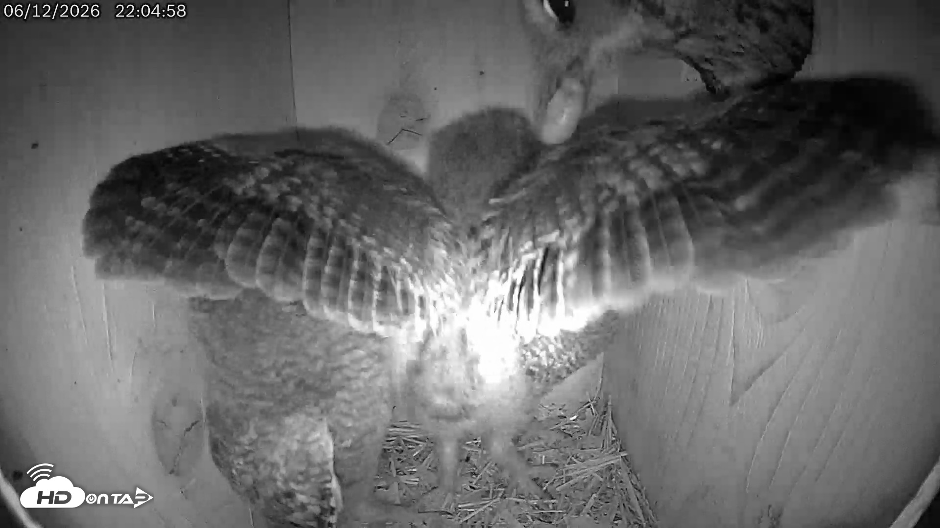 Snapshot of Eastern Screech Owl Live Cam taken Jun 12, 2026, 10:22pm CDT