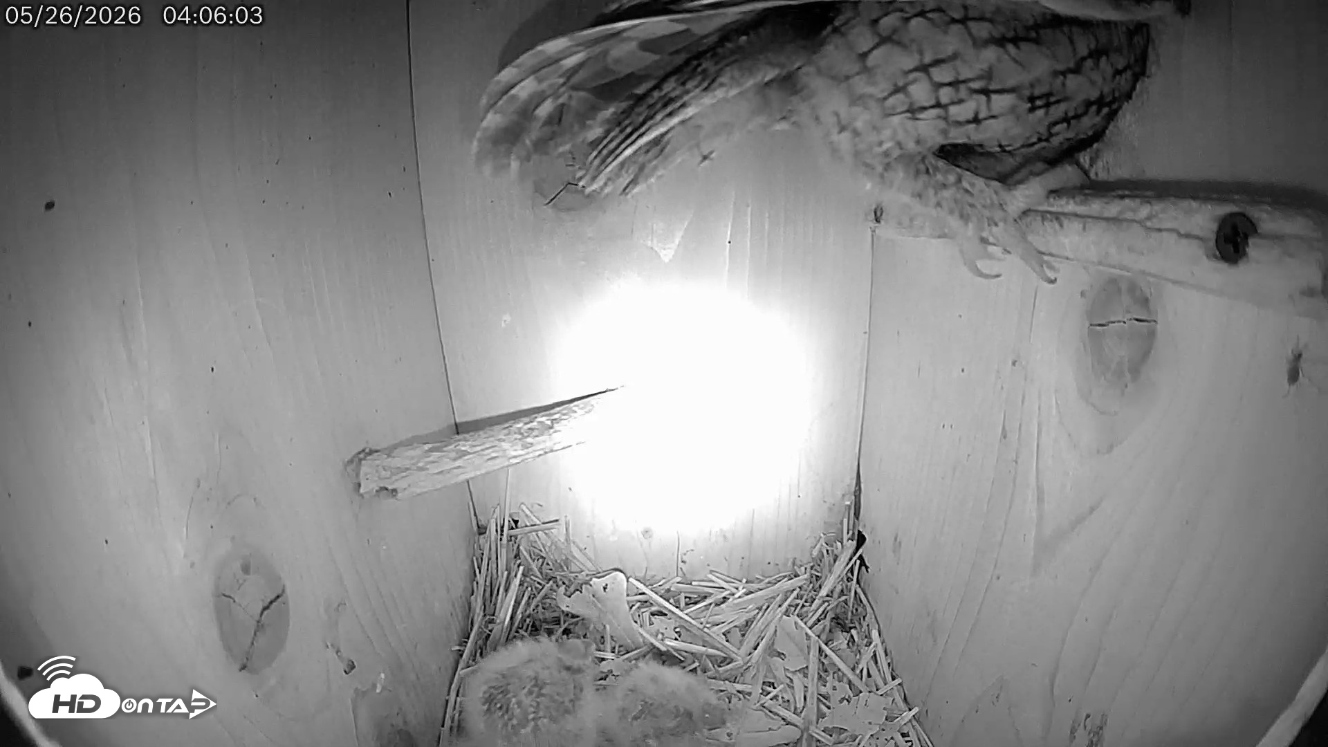 Snapshot of Eastern Screech Owl Live Cam taken May 26, 2026, 4:06am CDT