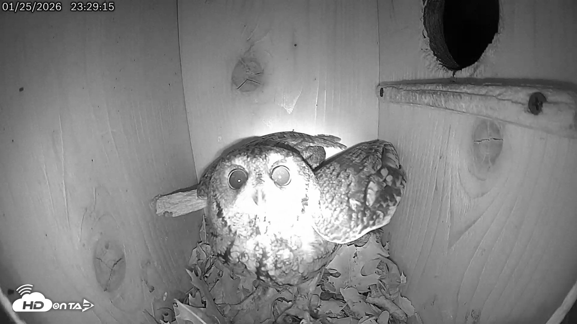 Snapshot of Eastern Screech Owl Live Cam taken Jan 26, 2026, 2:44am CST