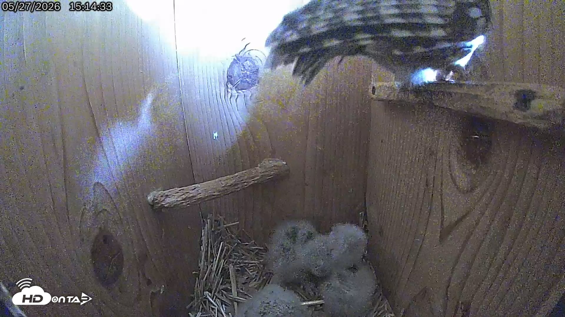 Snapshot of Eastern Screech Owl Live Cam taken May 27, 2026, 3:23pm CDT