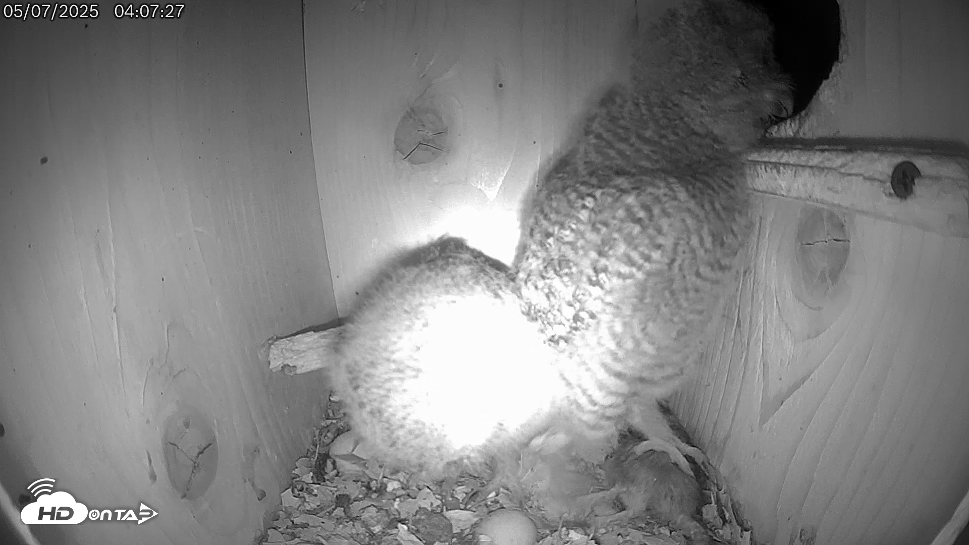 Snapshot of Eastern Screech Owl Live Cam taken May 7, 2025, 4:12am CDT