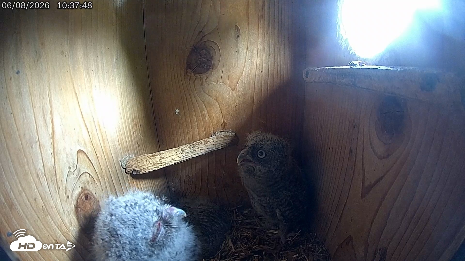 Snapshot of Eastern Screech Owl Live Cam taken Jun 8, 2026, 10:41am CDT