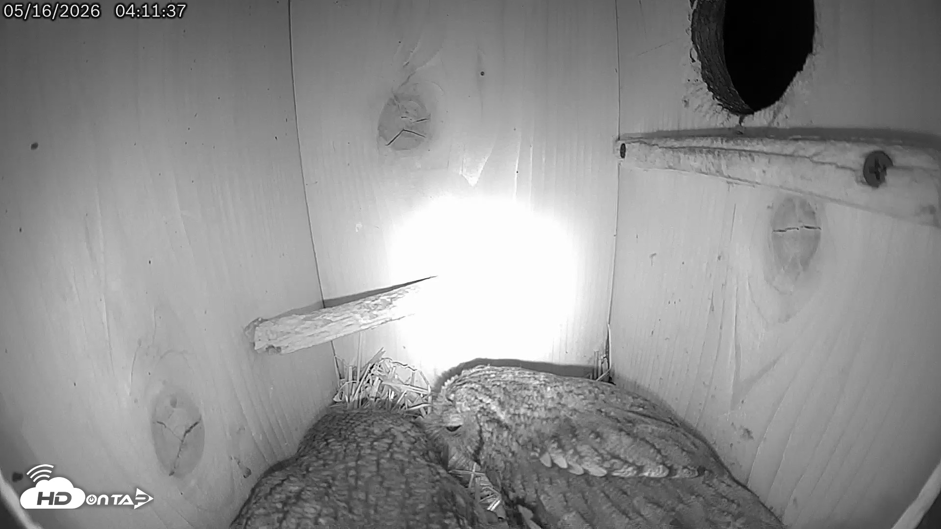 Snapshot of Eastern Screech Owl Live Cam taken May 16, 2026, 4:12am CDT