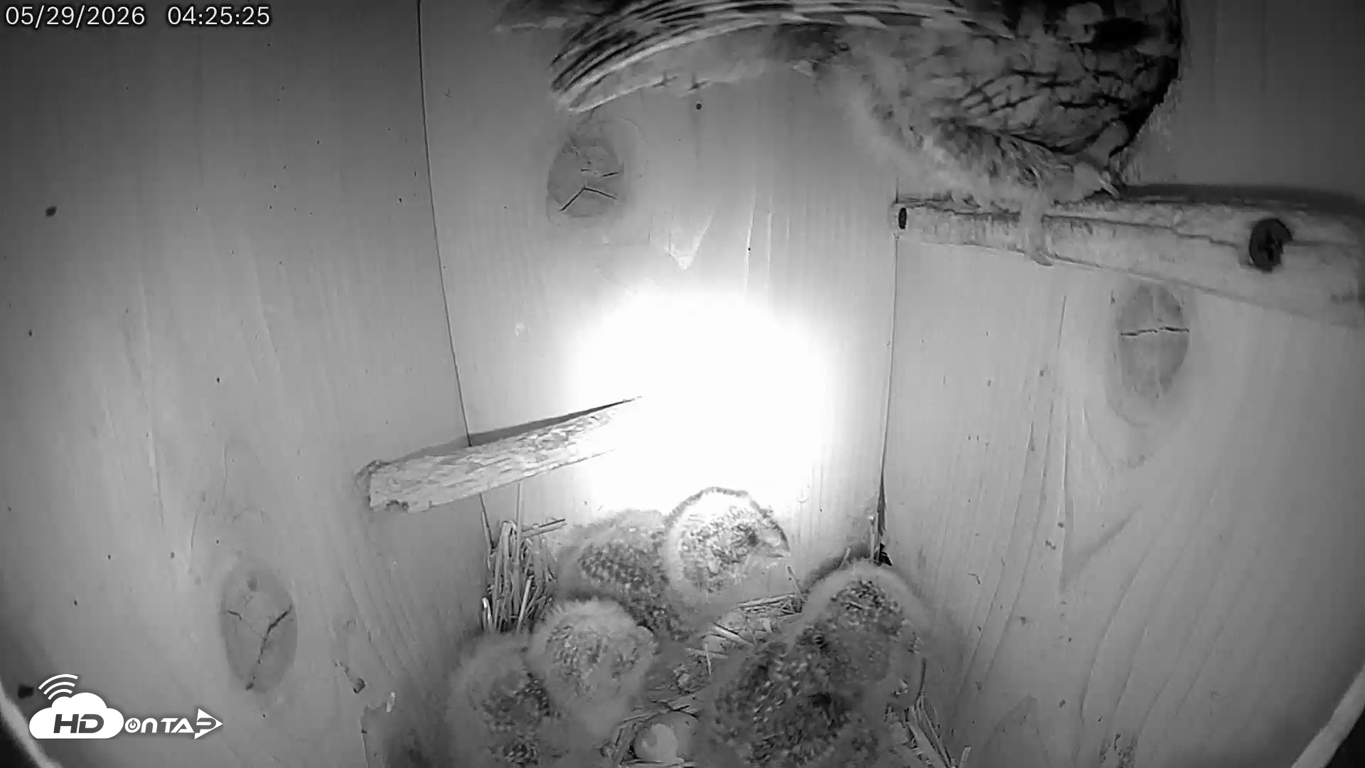 Snapshot of Eastern Screech Owl Live Cam taken May 29, 2026, 5:11am CDT