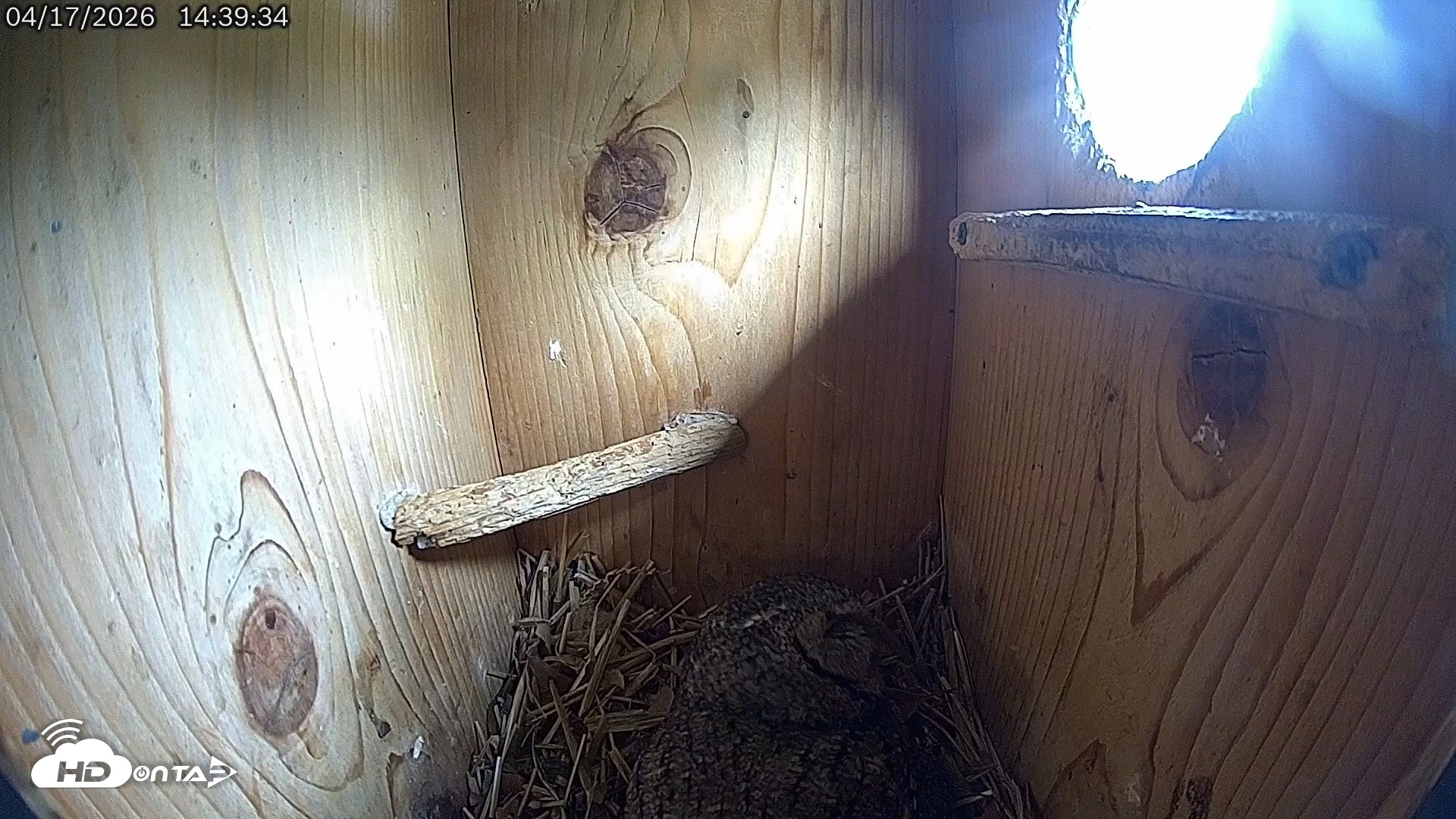 Snapshot of Eastern Screech Owl Live Cam taken Apr 17, 2026, 7:52pm CDT