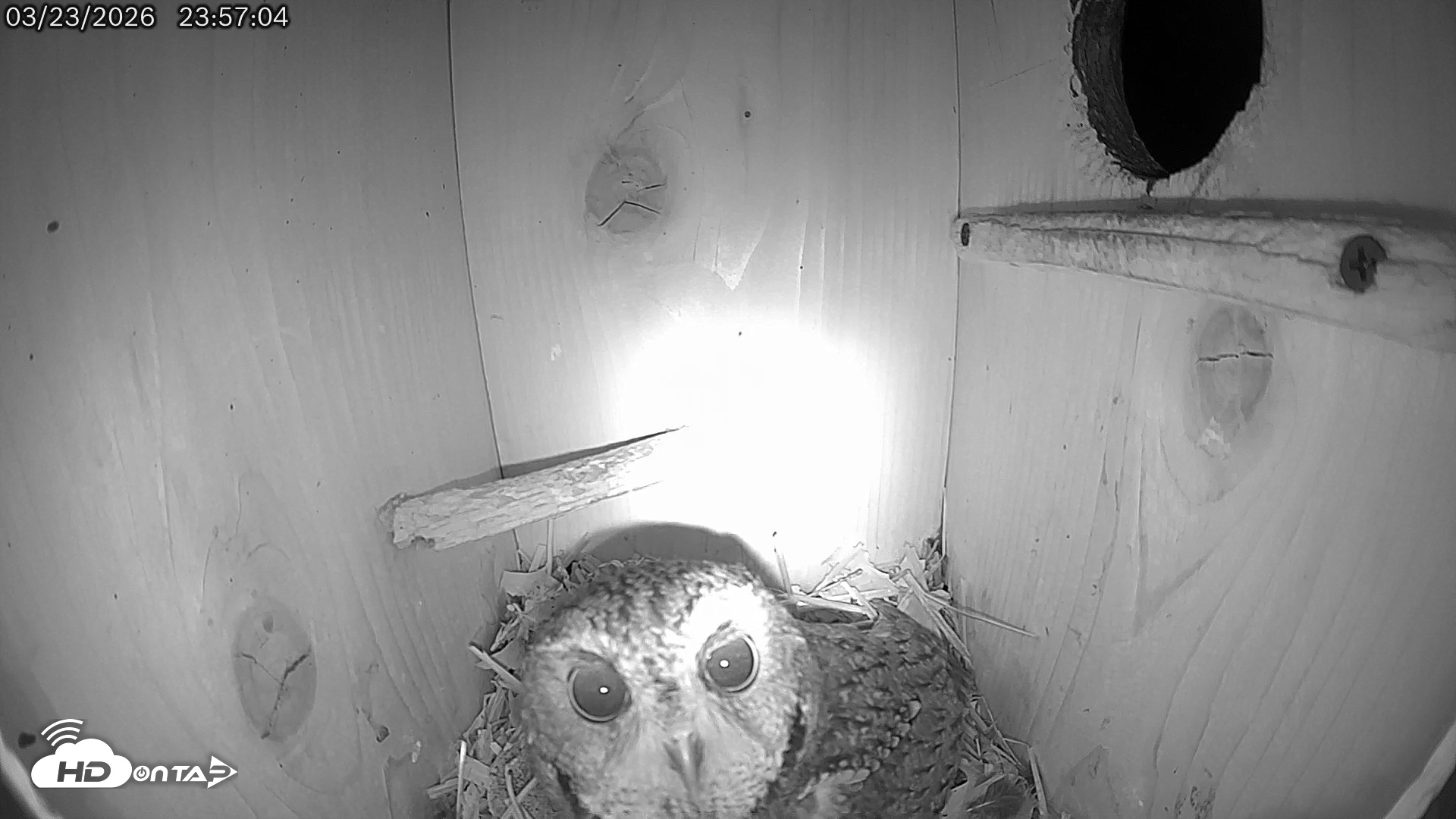 Snapshot of Eastern Screech Owl Live Cam taken Mar 24, 2026, 6:48am CDT