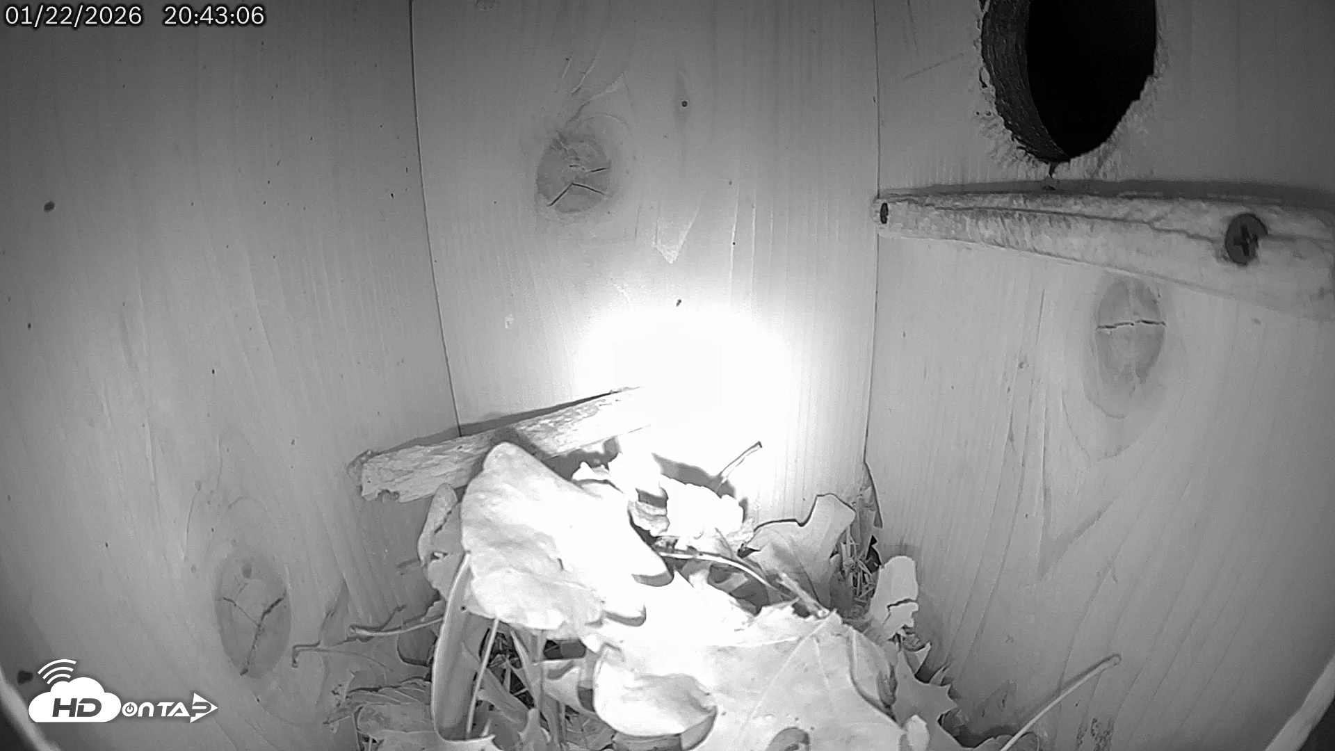 Snapshot of Eastern Screech Owl Live Cam taken Jan 23, 2026, 4:08am CST
