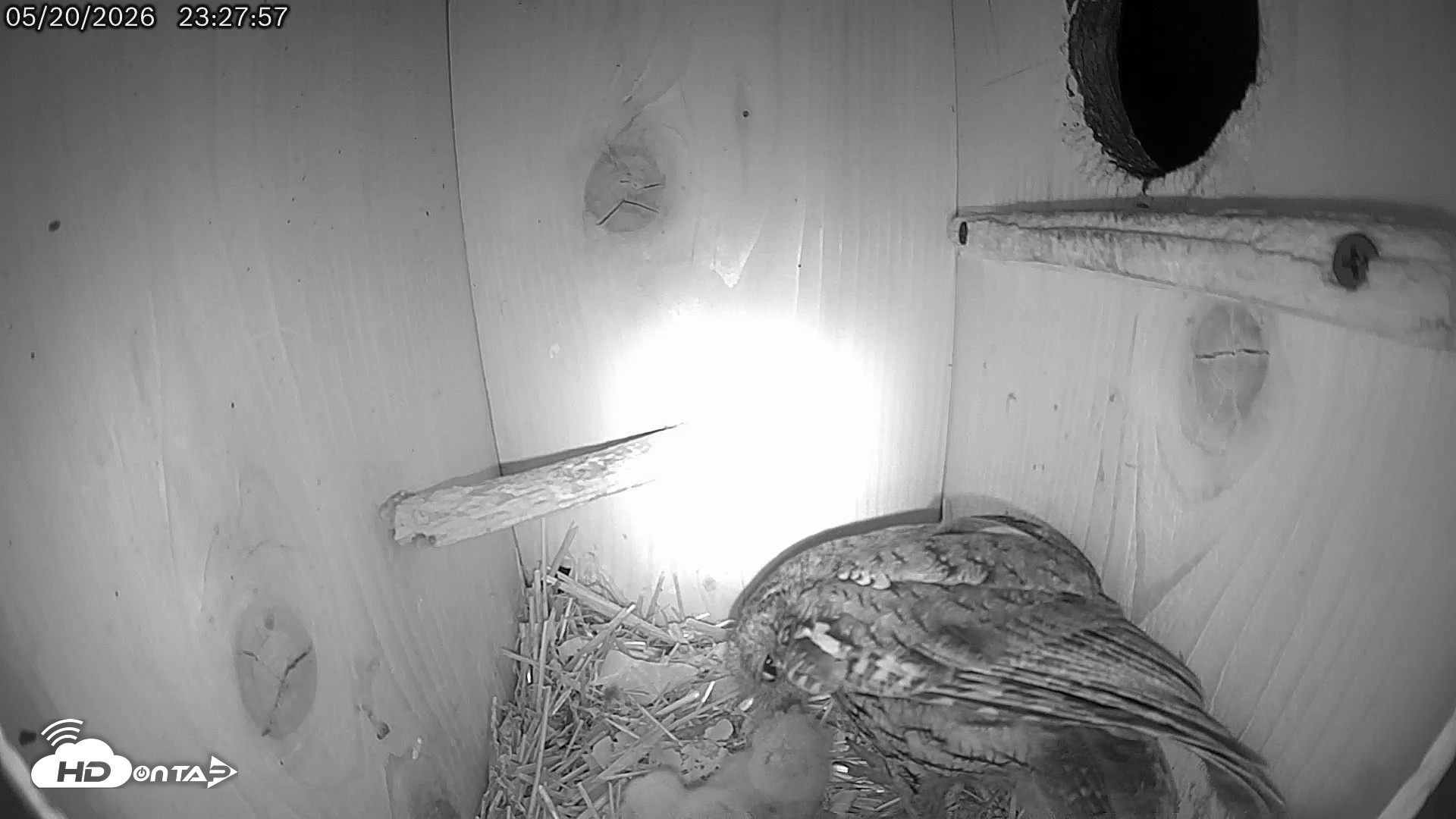 Snapshot of Eastern Screech Owl Live Cam taken May 21, 2026, 7:19am CDT
