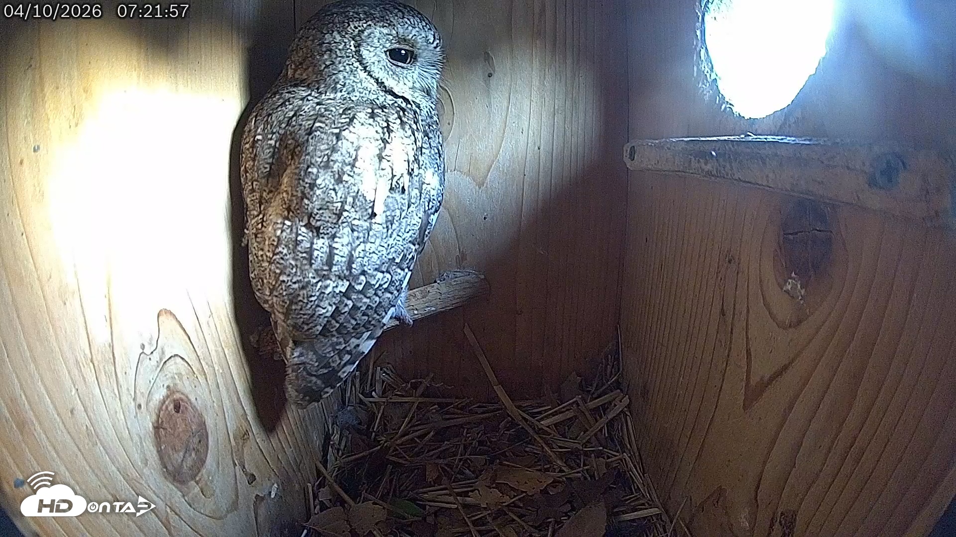 Snapshot of Eastern Screech Owl Live Cam taken Apr 10, 2026, 7:22am CDT