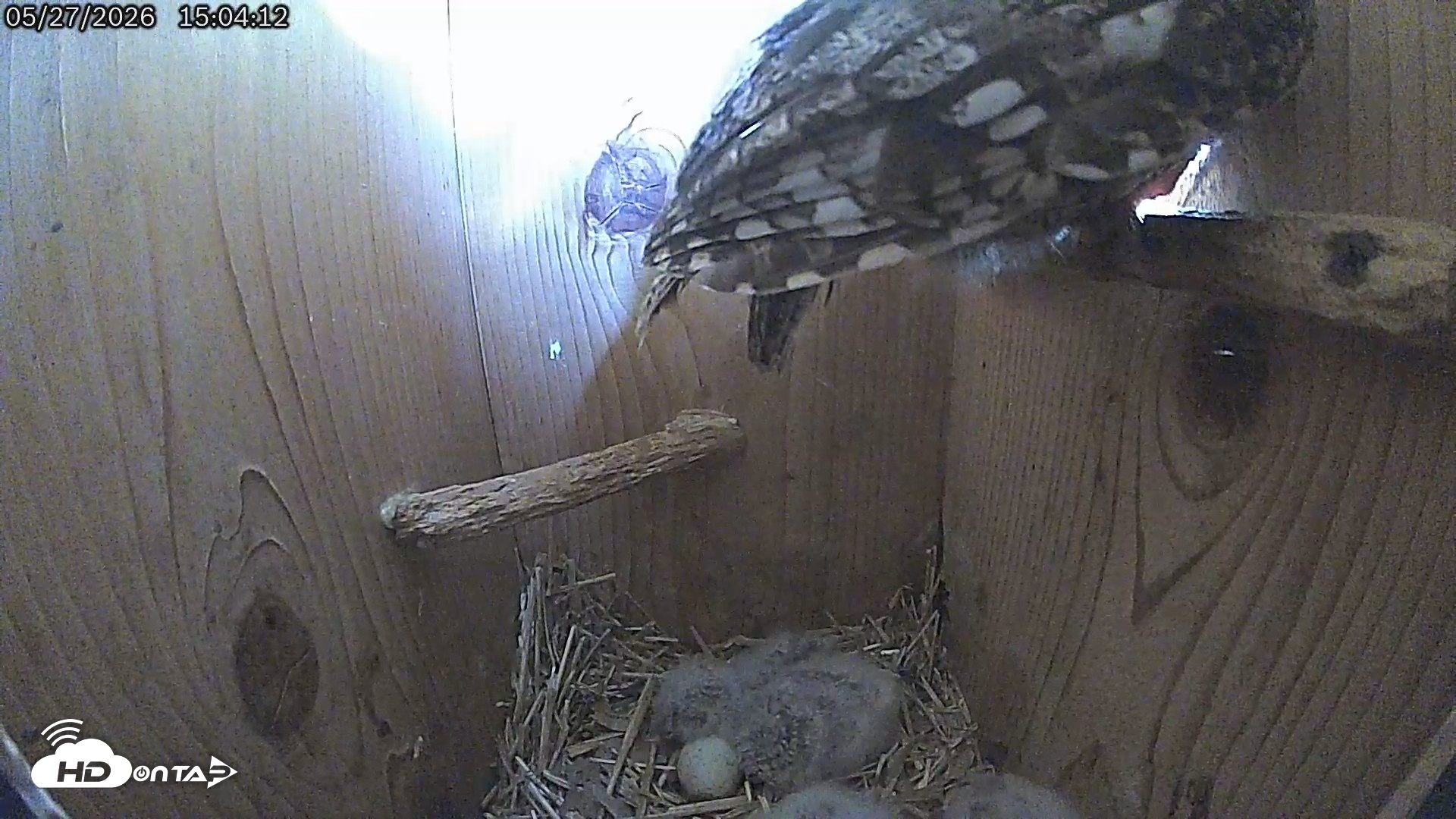 Snapshot of Eastern Screech Owl Live Cam taken May 27, 2026, 3:05pm CDT