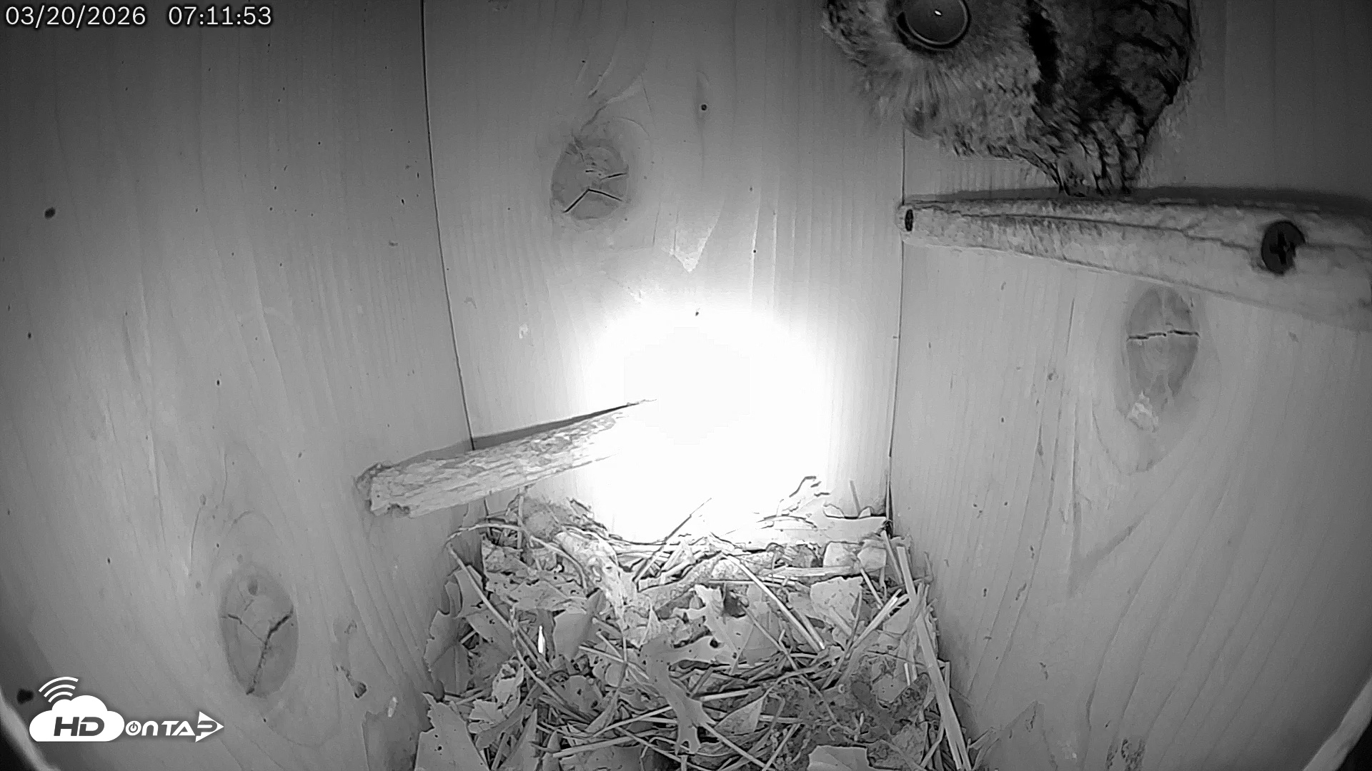 Snapshot of Eastern Screech Owl Live Cam taken Mar 20, 2026, 7:31am CDT