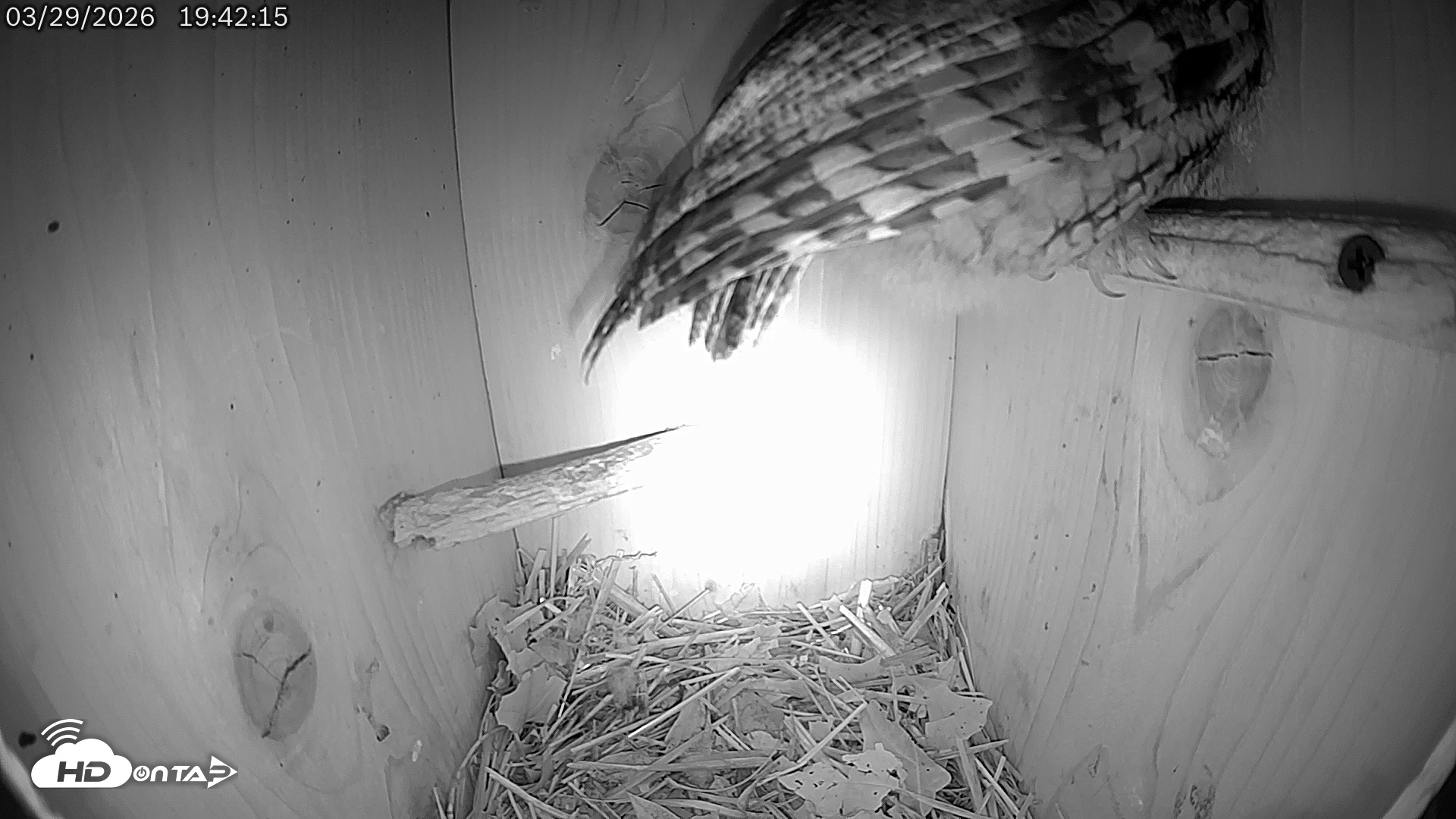 Snapshot of Eastern Screech Owl Live Cam taken Mar 30, 2026, 3:33am CDT