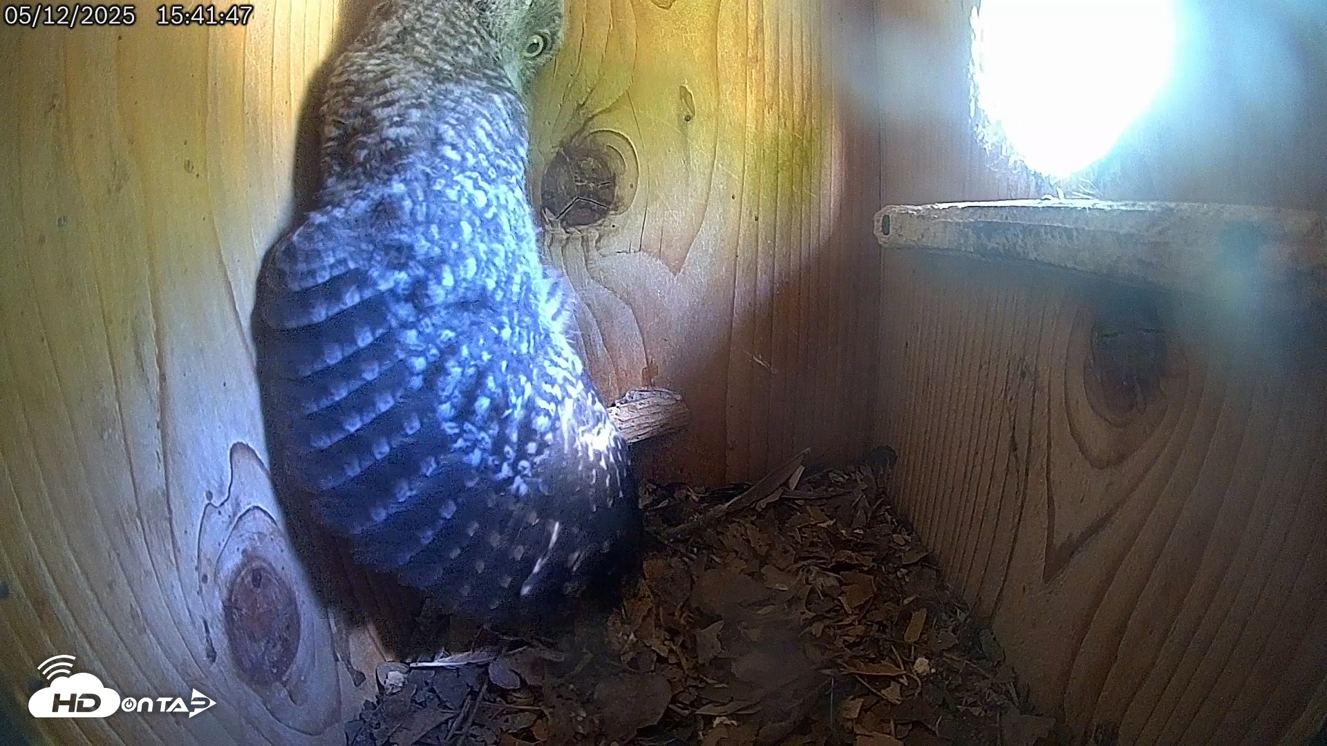 Snapshot of Eastern Screech Owl Live Cam taken May 12, 2025, 5:08pm CDT