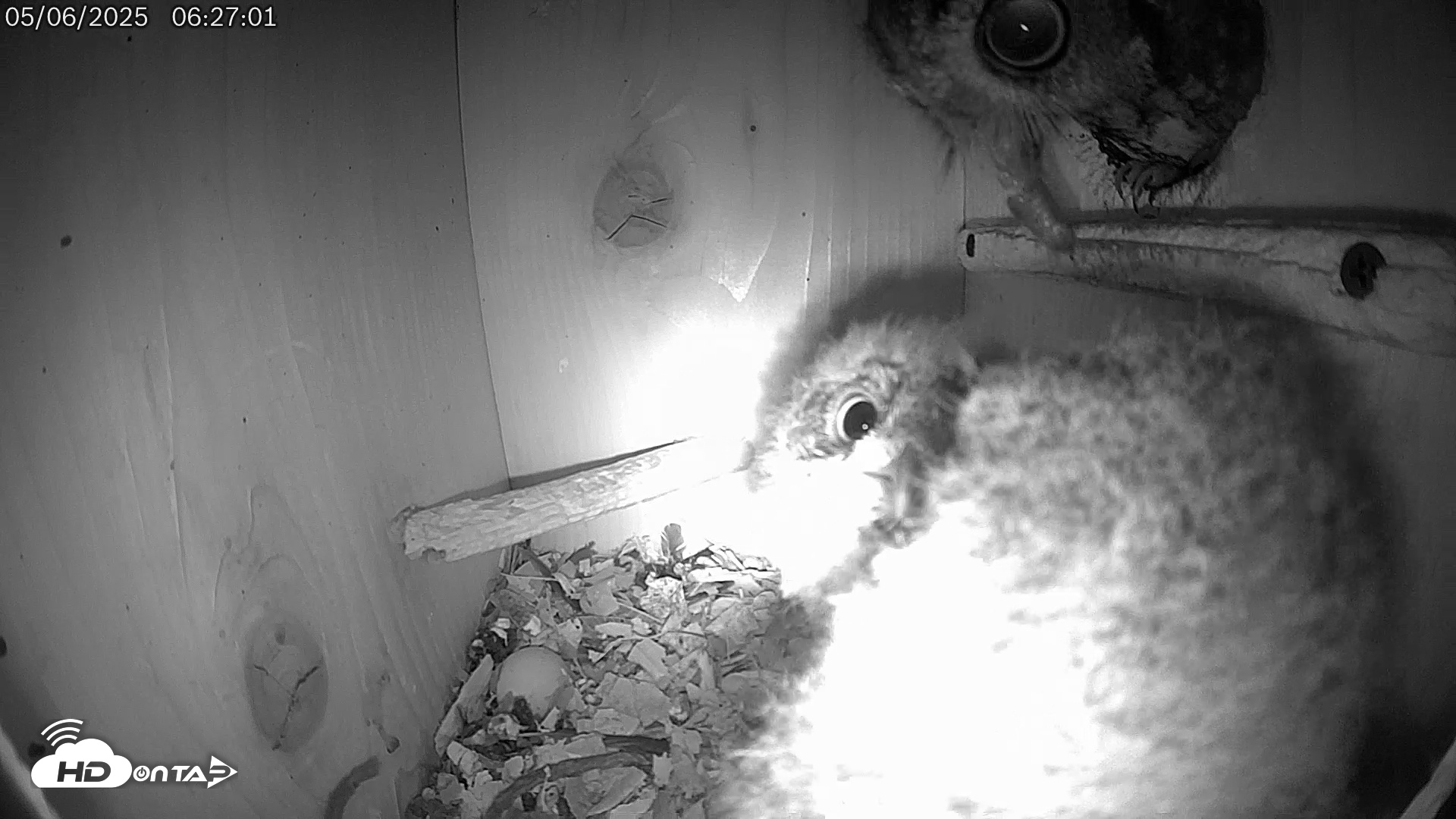 Snapshot of Eastern Screech Owl Live Cam taken May 6, 2025, 6:57am CDT