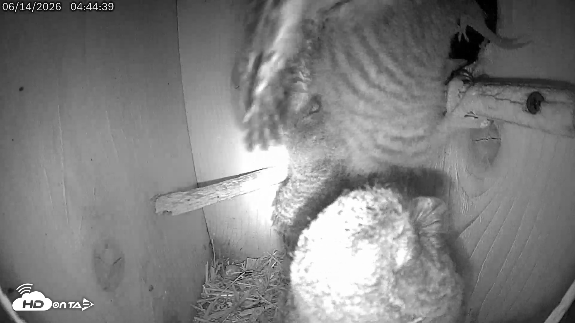 Snapshot of Eastern Screech Owl Live Cam taken Jun 14, 2026, 8:15am CDT