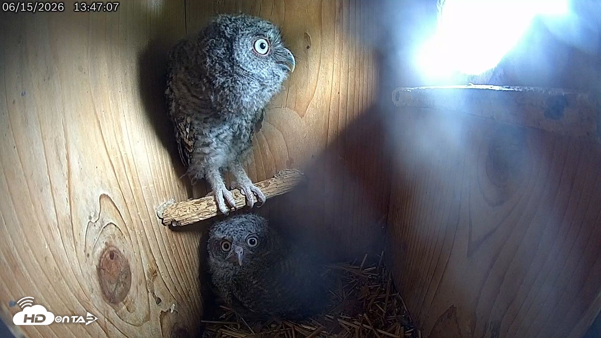 Snapshot of Eastern Screech Owl Live Cam taken Jun 15, 2026, 5:58pm CDT