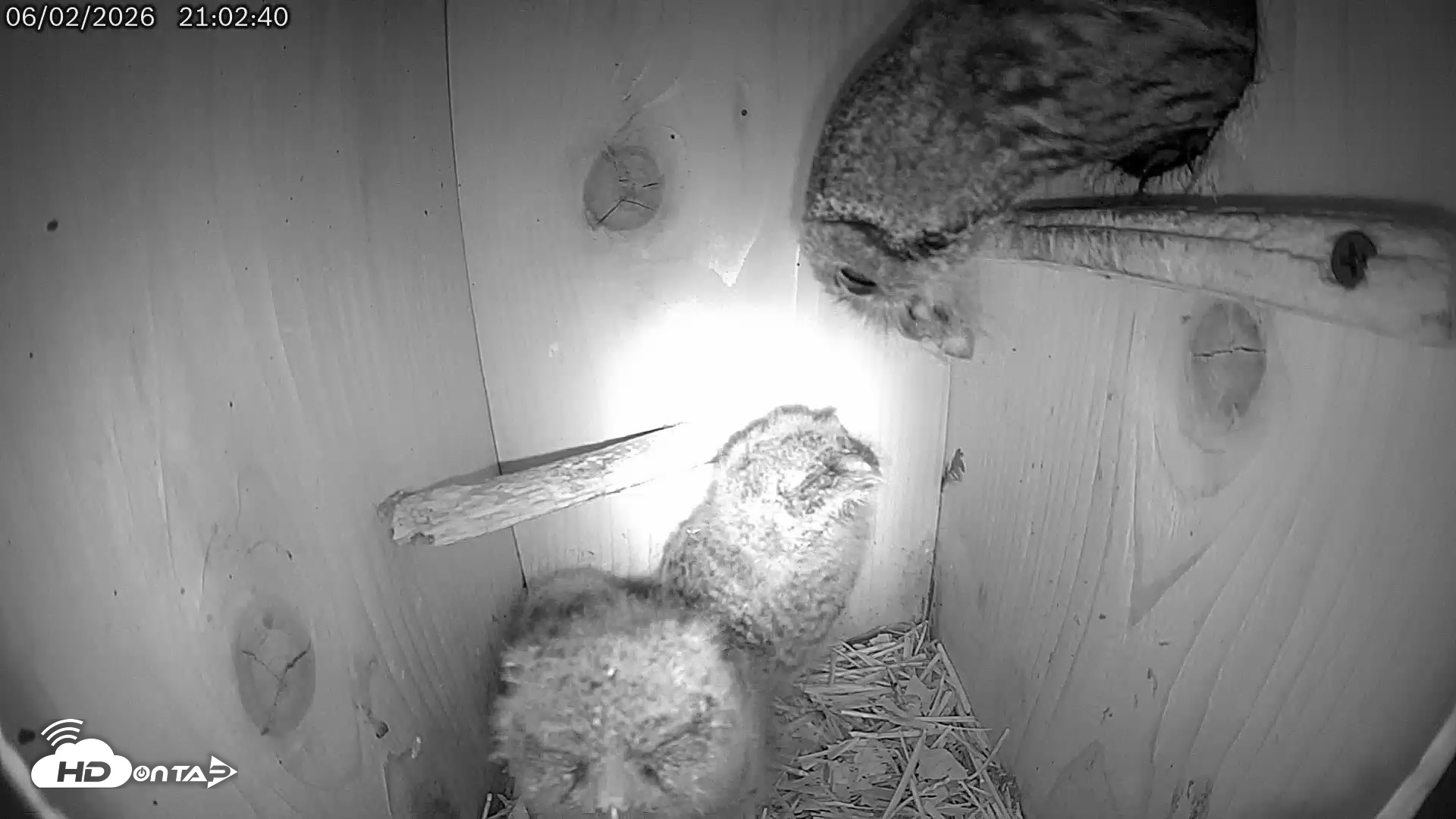 Snapshot of Eastern Screech Owl Live Cam taken Jun 2, 2026, 10:12pm CDT