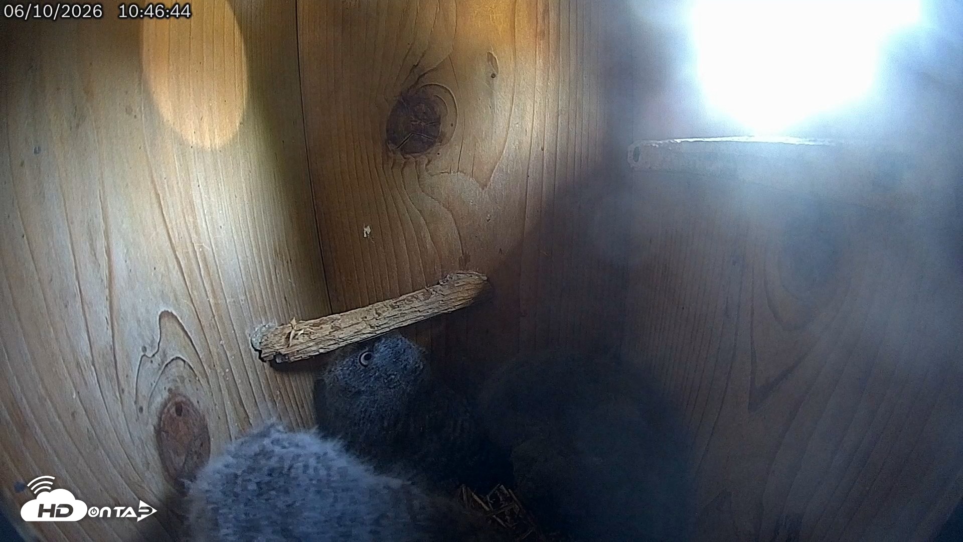 Snapshot of Eastern Screech Owl Live Cam taken Jun 10, 2026, 10:47am CDT