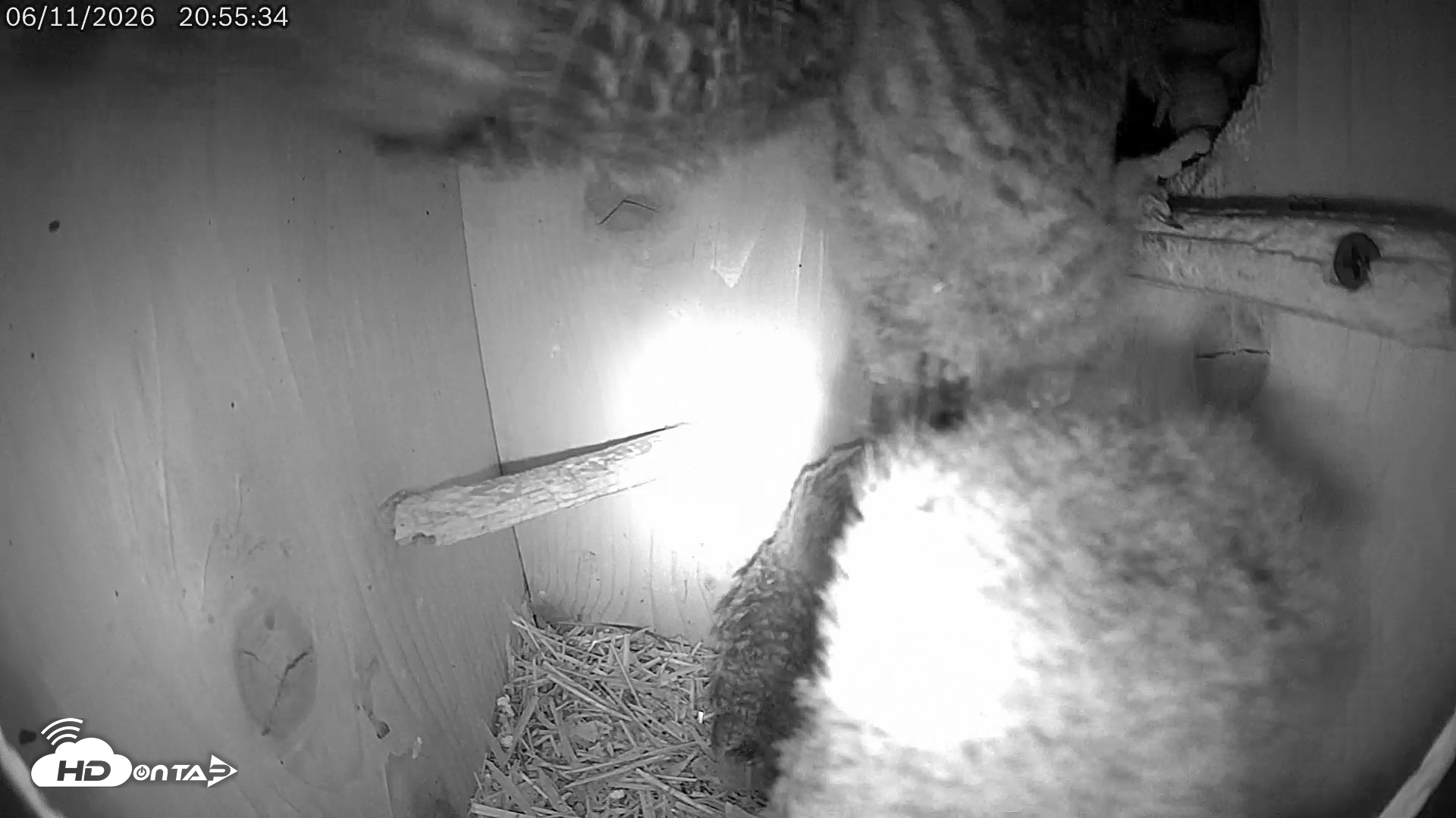 Snapshot of Eastern Screech Owl Live Cam taken Jun 11, 2026, 9:45pm CDT