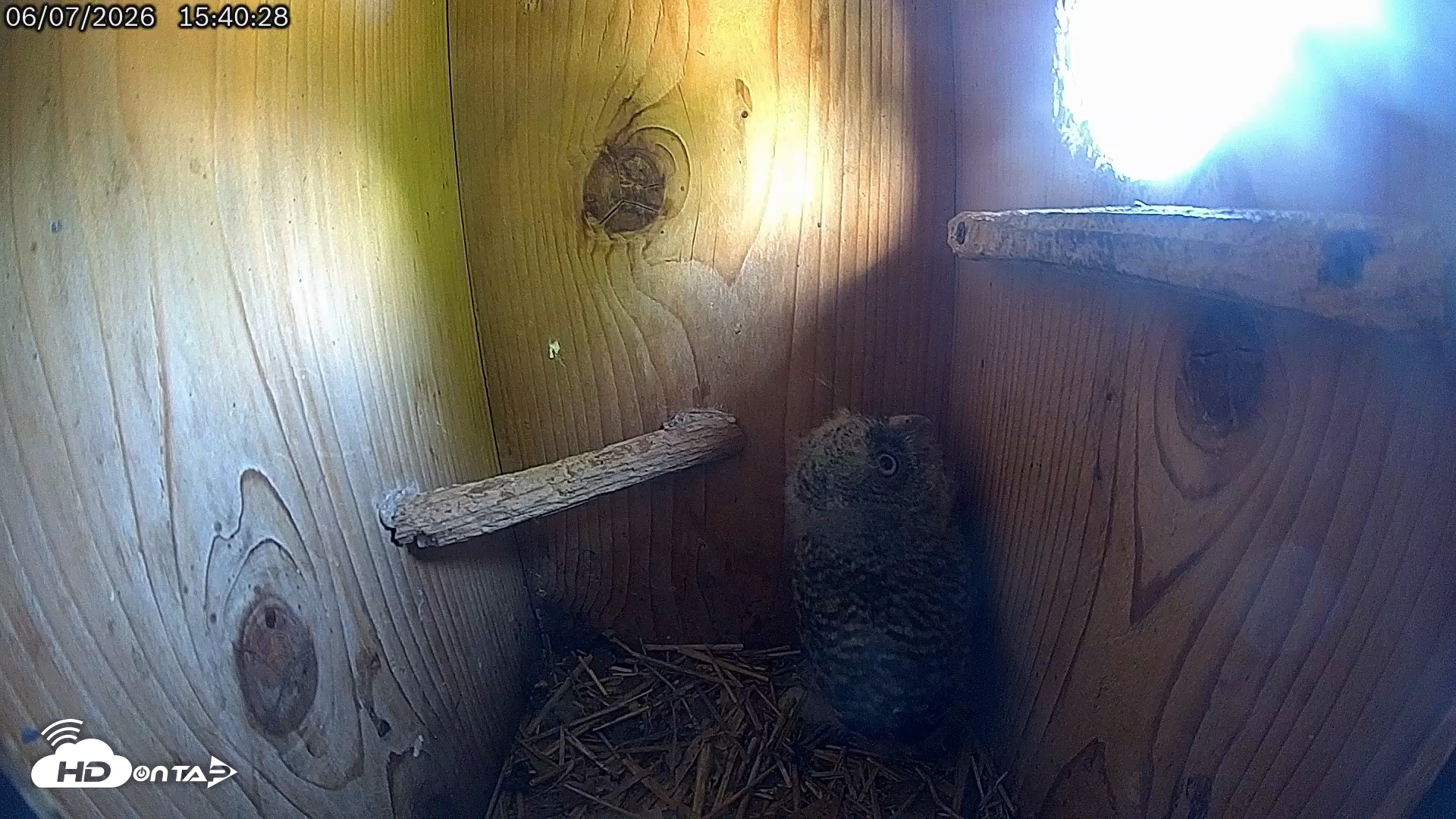 Snapshot of Eastern Screech Owl Live Cam taken Jun 7, 2026, 3:43pm CDT
