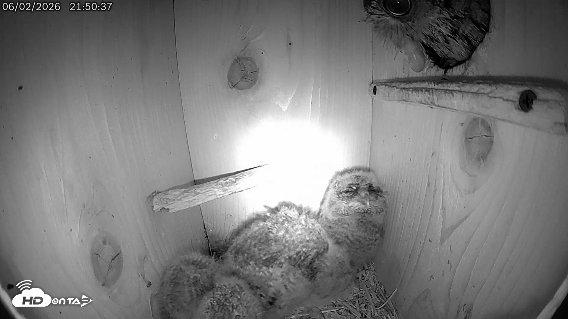 Snapshot of Eastern Screech Owl Live Cam taken Jun 2, 2026, 11:50pm CDT
