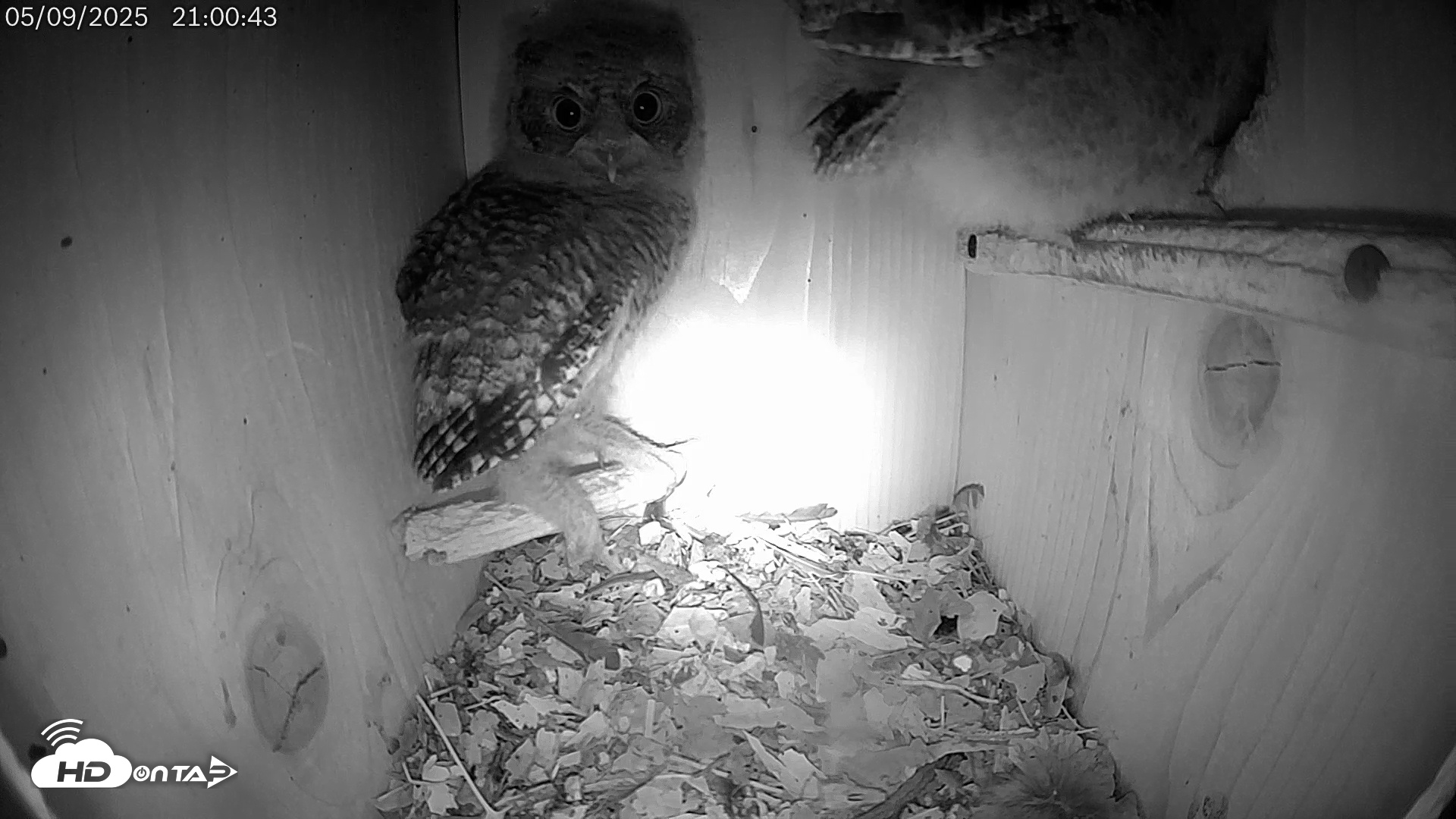 Snapshot of Eastern Screech Owl Live Cam taken May 9, 2025, 10:17pm CDT