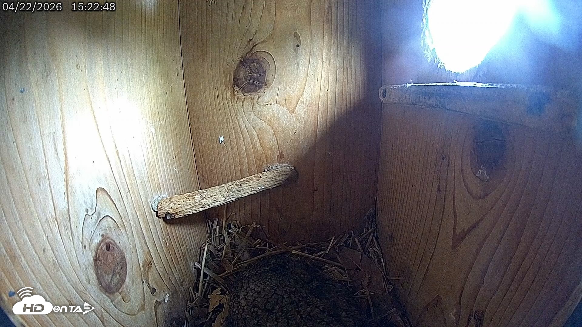 Snapshot of Eastern Screech Owl Live Cam taken Apr 22, 2026, 3:24pm CDT