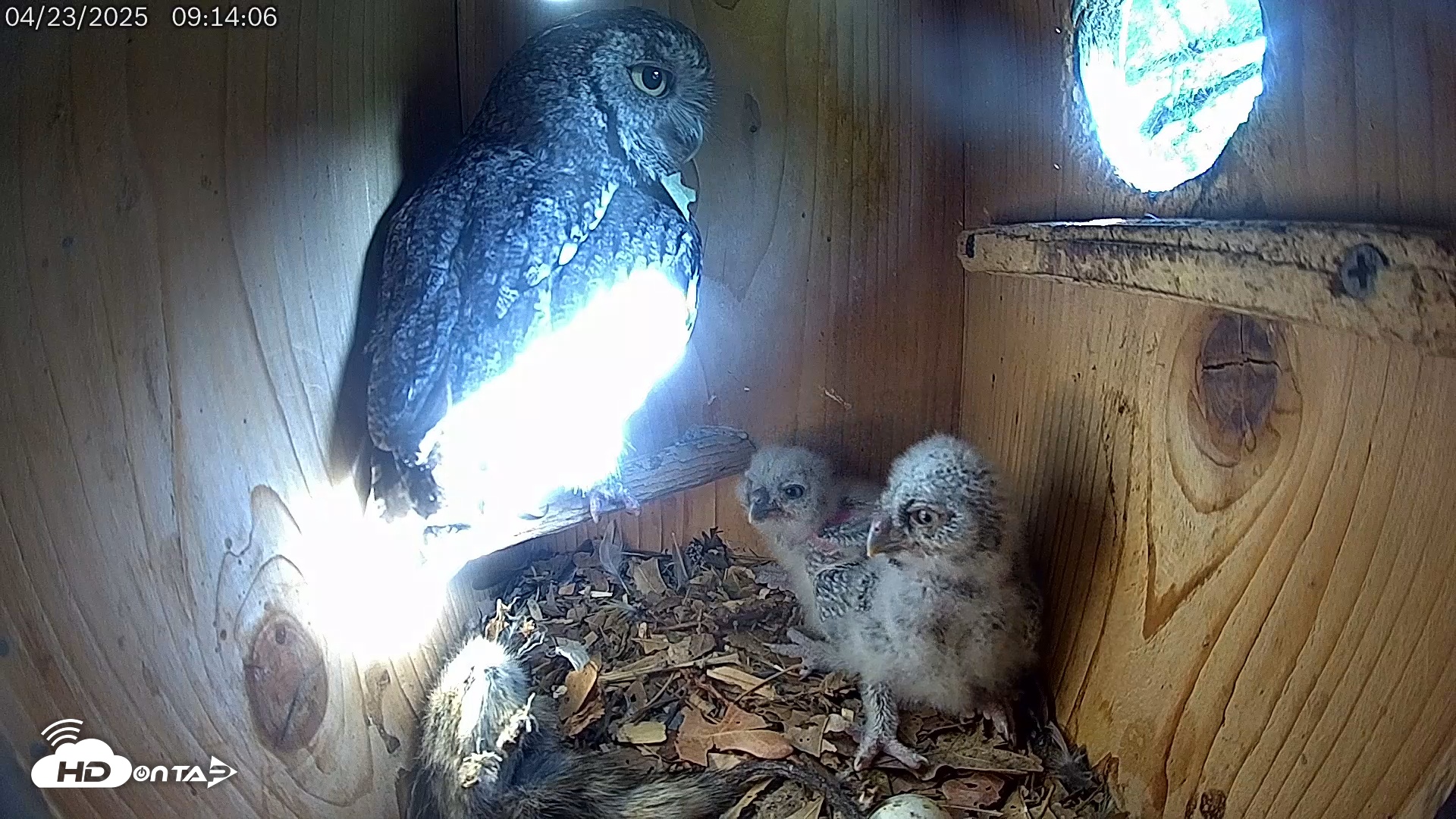 Snapshot of Eastern Screech Owl Live Cam taken Apr 23, 2025, 9:18am CDT