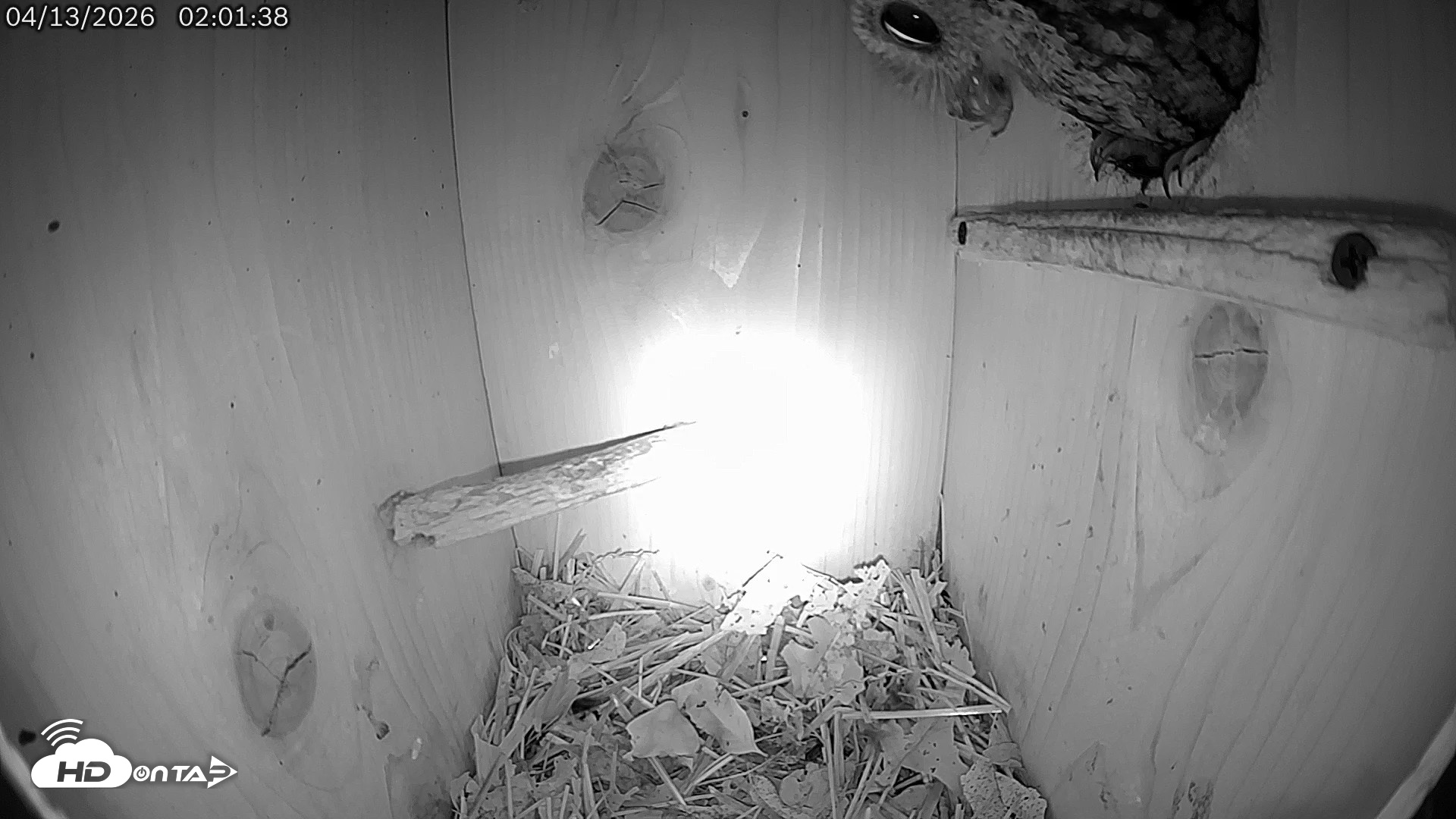 Snapshot of Eastern Screech Owl Live Cam taken Apr 13, 2026, 11:17am CDT