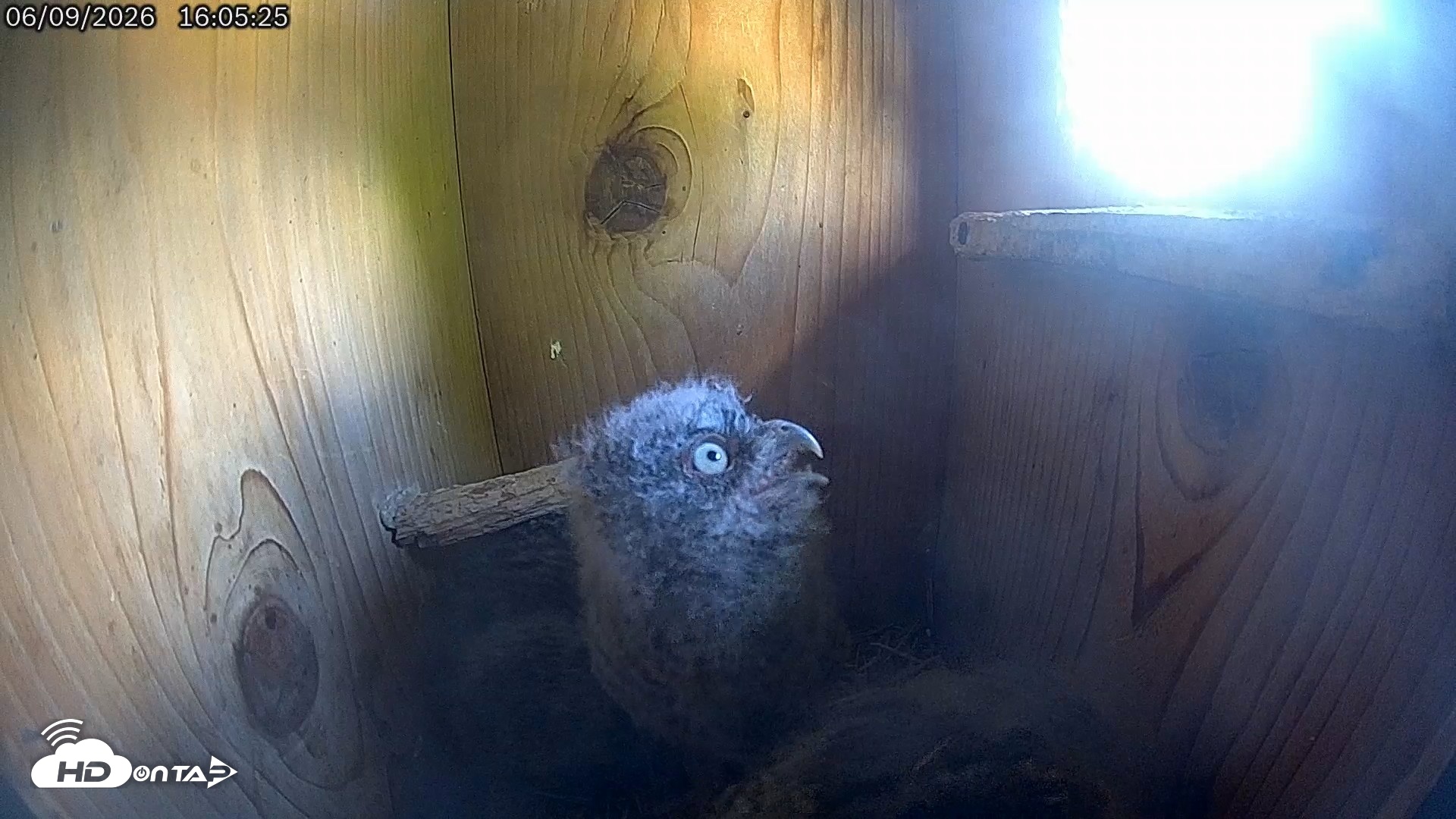 Snapshot of Eastern Screech Owl Live Cam taken Jun 9, 2026, 7:47pm CDT