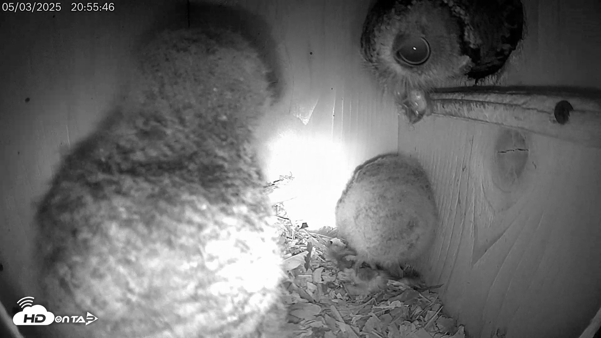 Snapshot of Eastern Screech Owl Live Cam taken May 3, 2025, 9:13pm CDT