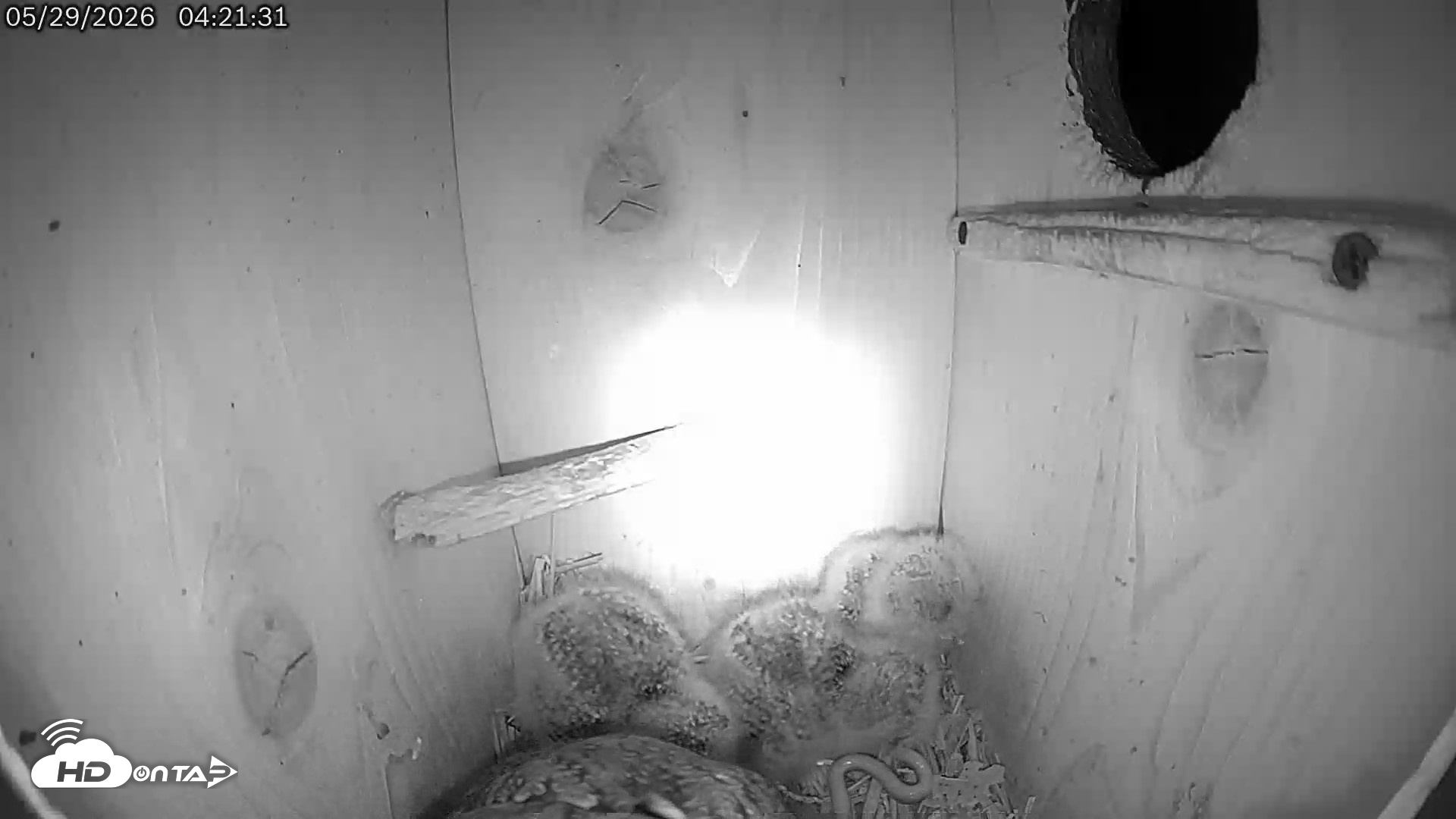 Snapshot of Eastern Screech Owl Live Cam taken May 29, 2026, 4:47am CDT