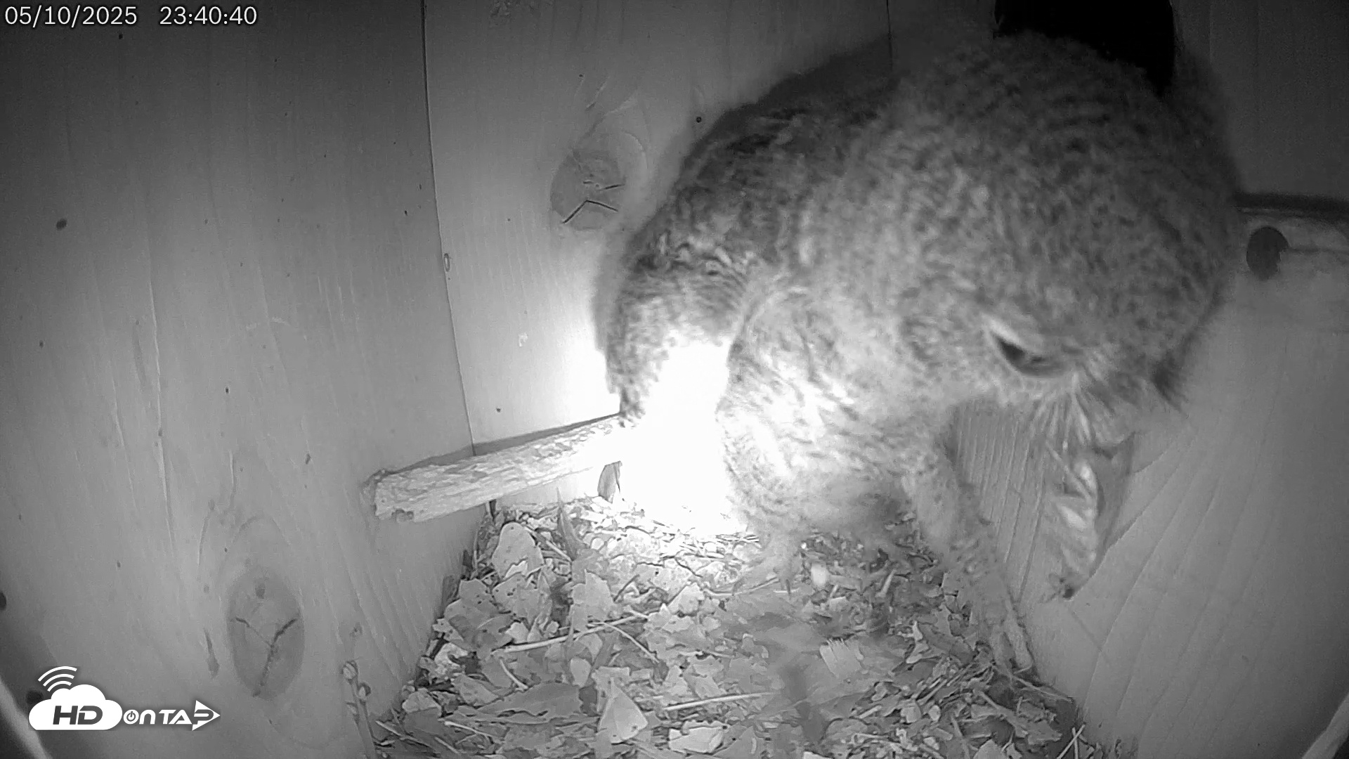 Snapshot of Eastern Screech Owl Live Cam taken May 11, 2025, 5:26am CDT
