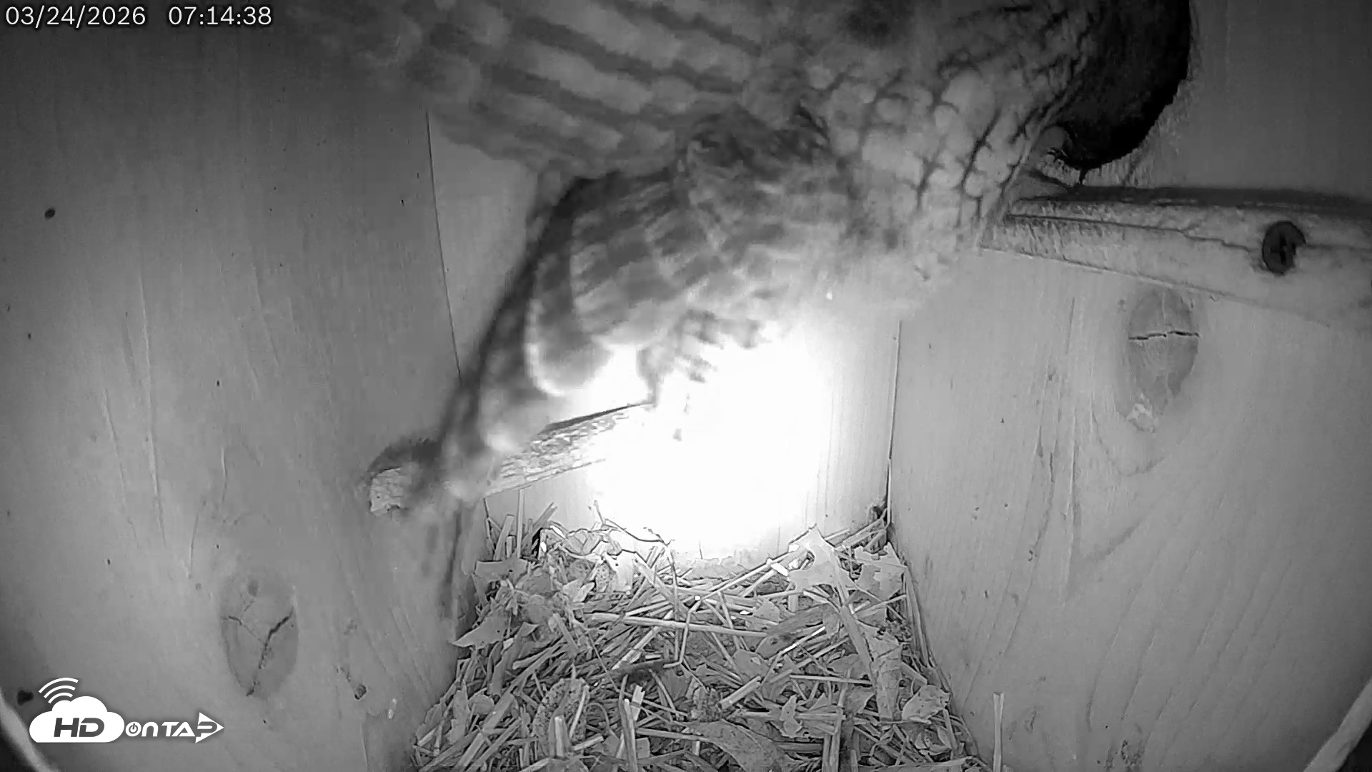 Snapshot of Eastern Screech Owl Live Cam taken Mar 24, 2026, 7:48am CDT