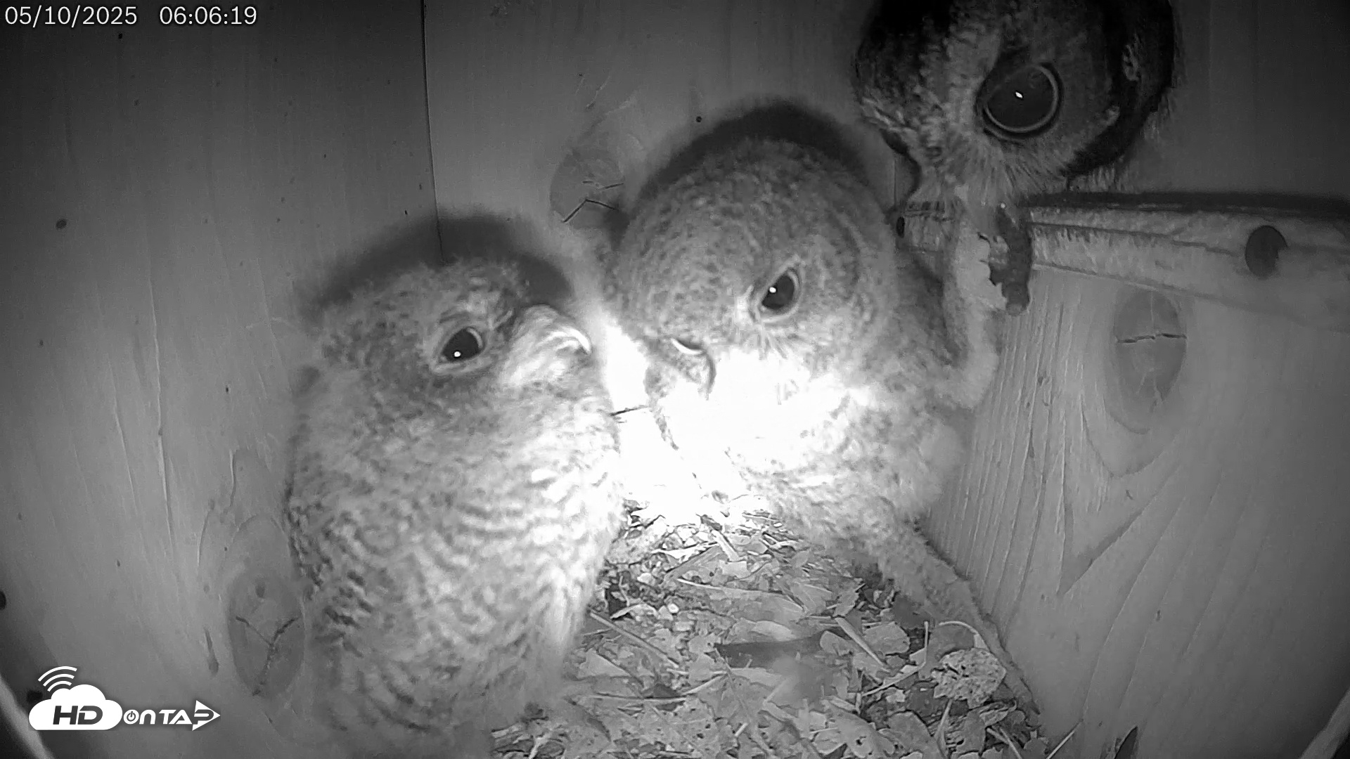 Snapshot of Eastern Screech Owl Live Cam taken May 10, 2025, 6:21am CDT