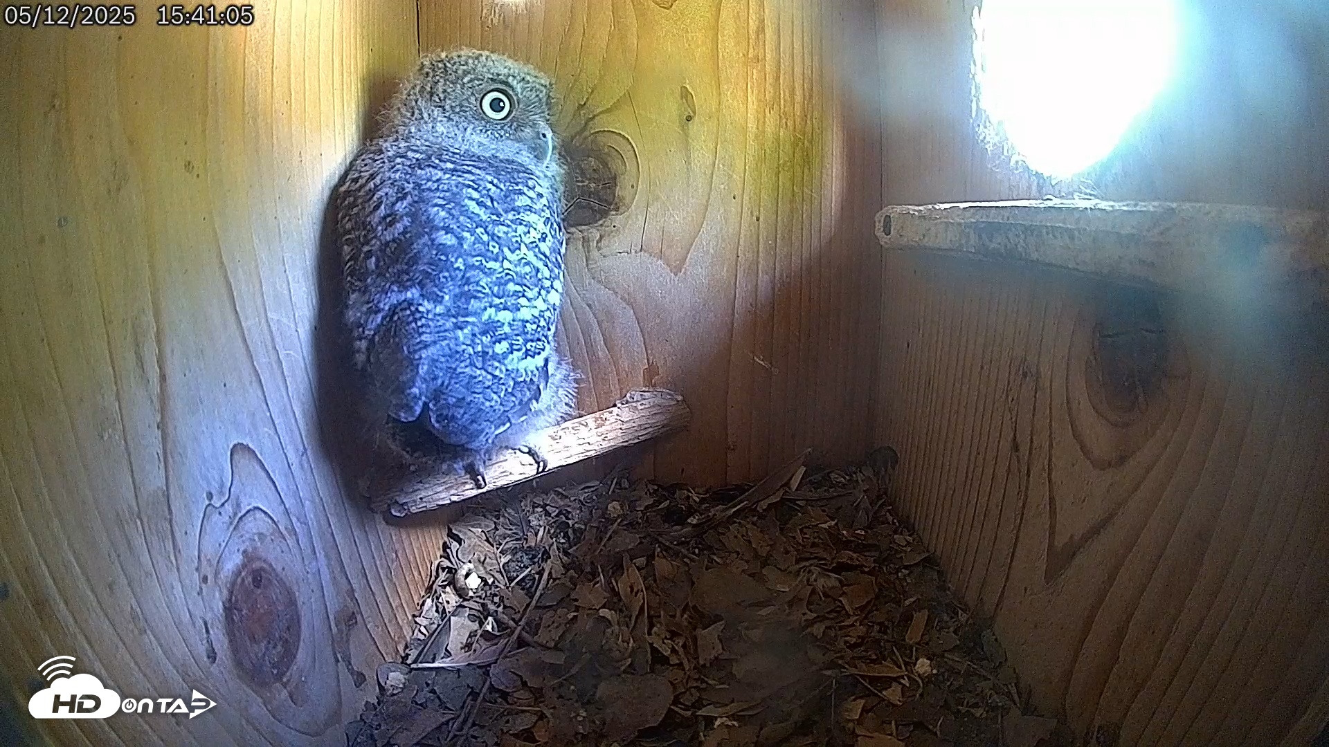 Snapshot of Eastern Screech Owl Live Cam taken May 12, 2025, 5:03pm CDT
