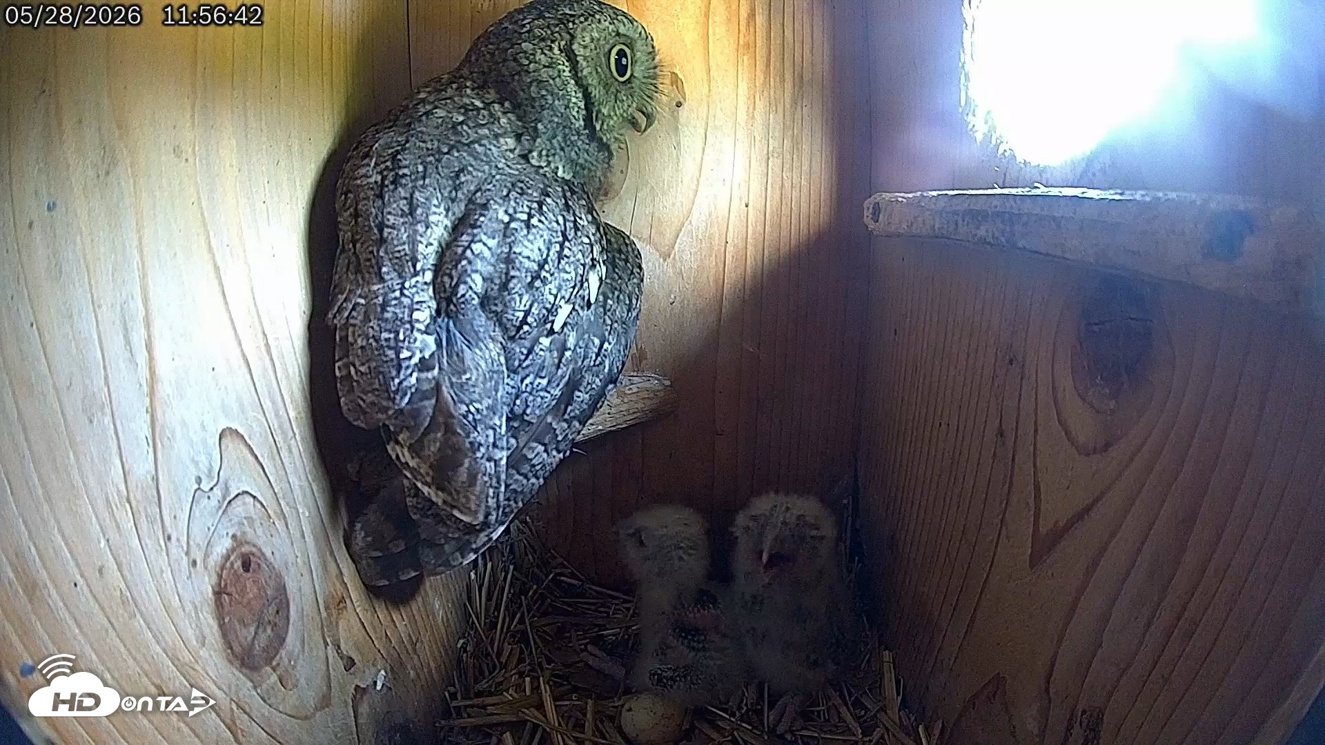 Snapshot of Eastern Screech Owl Live Cam taken May 28, 2026, 12:01pm CDT