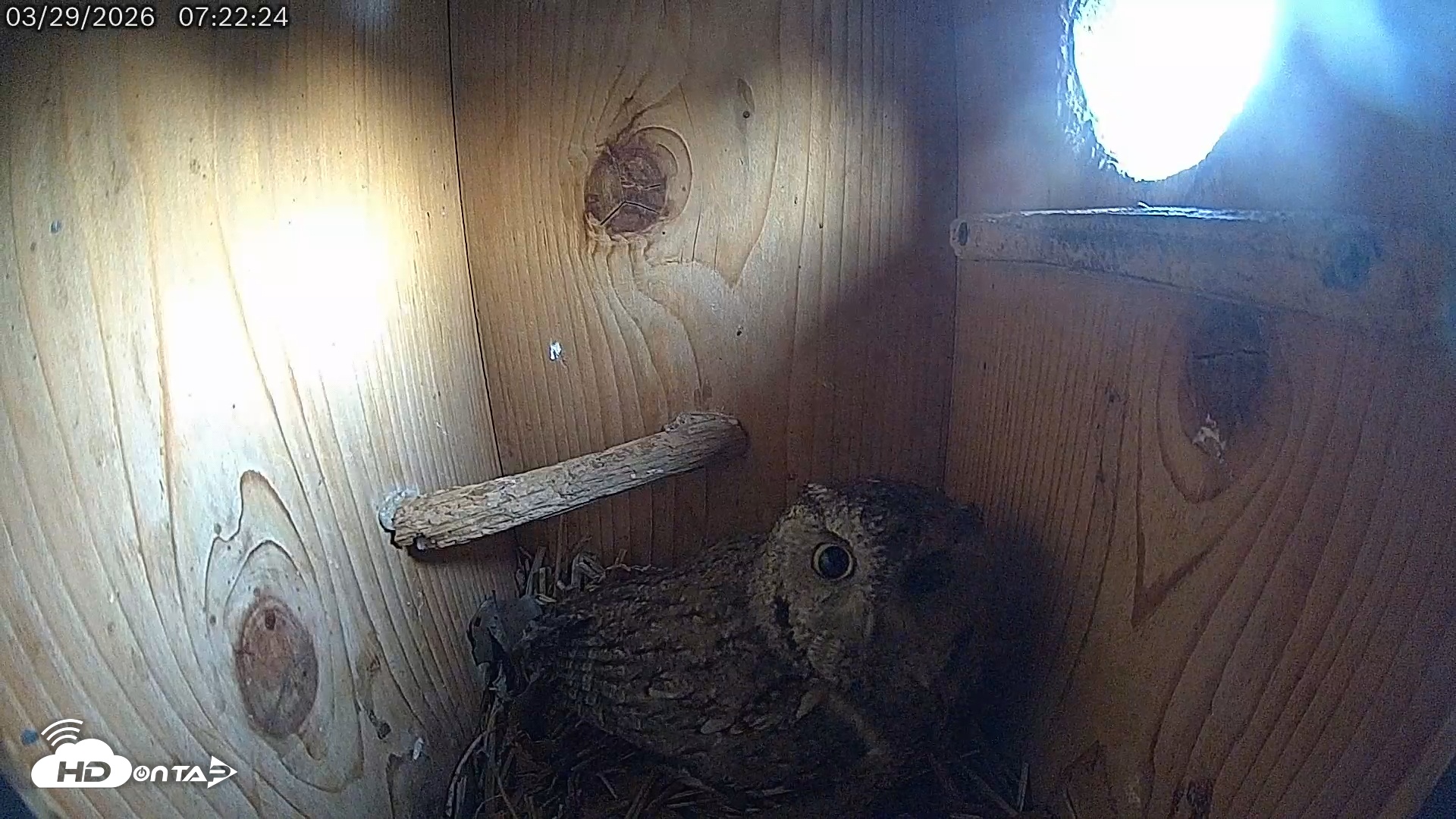 Snapshot of Eastern Screech Owl Live Cam taken Mar 29, 2026, 7:39am CDT
