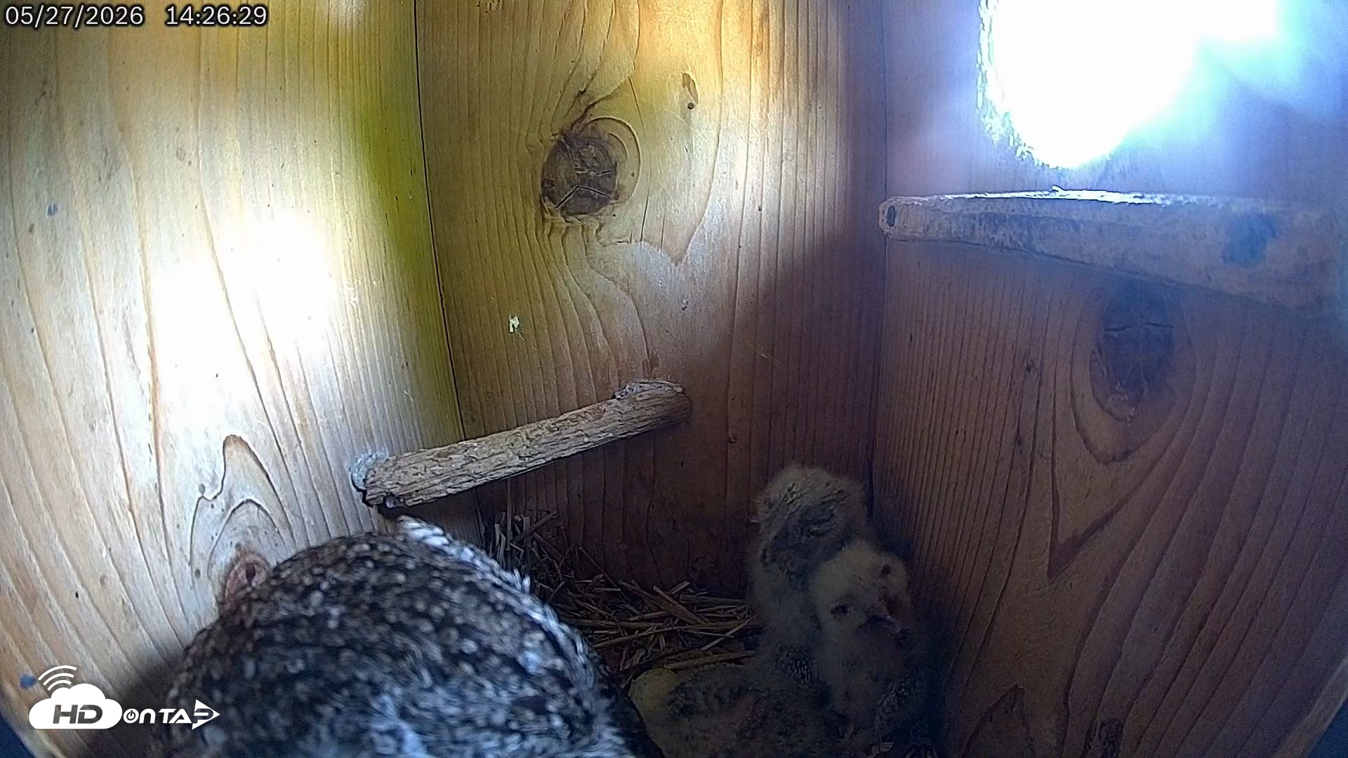Snapshot of Eastern Screech Owl Live Cam taken May 27, 2026, 2:44pm CDT