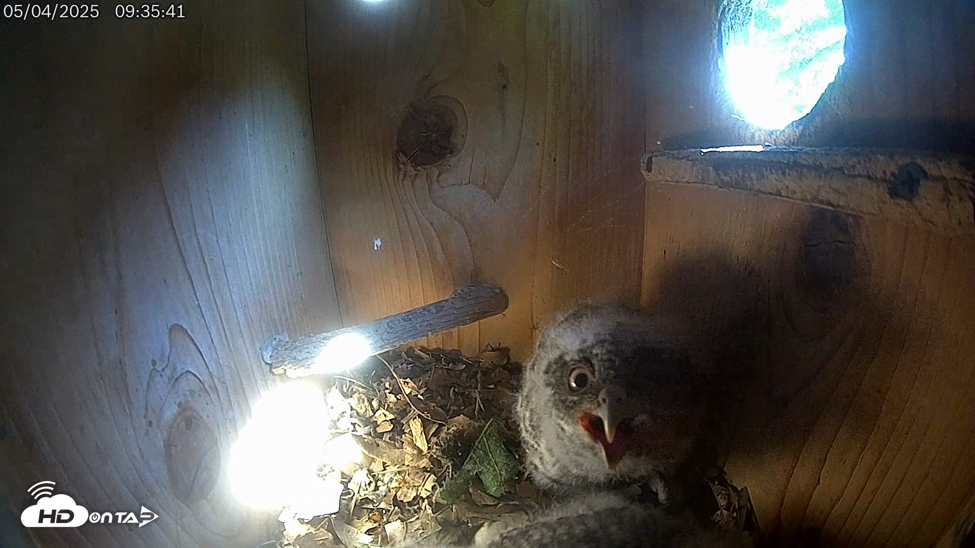Snapshot of Eastern Screech Owl Live Cam taken May 4, 2025, 10:09am CDT