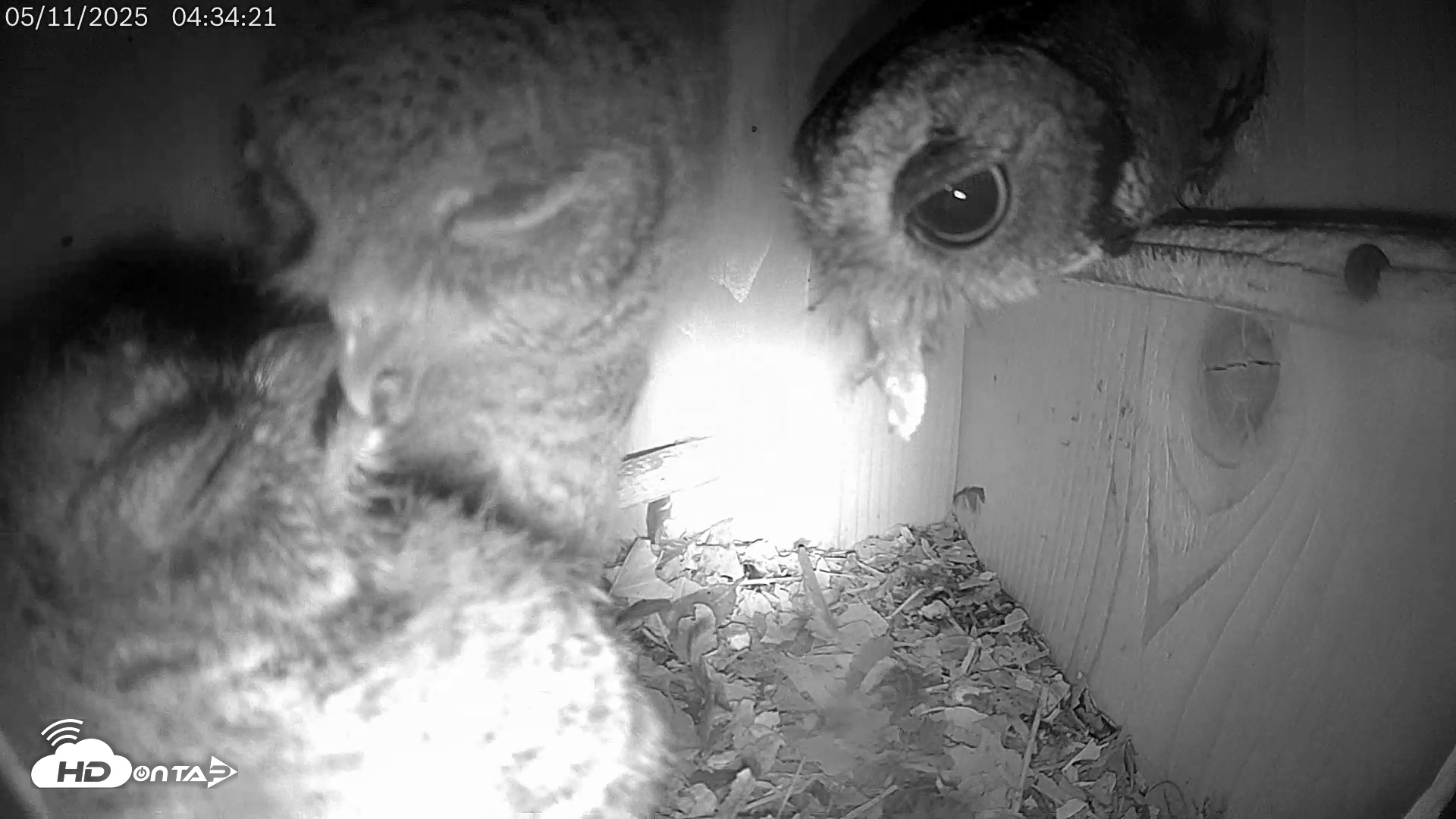Snapshot of Eastern Screech Owl Live Cam taken May 11, 2025, 5:54am CDT