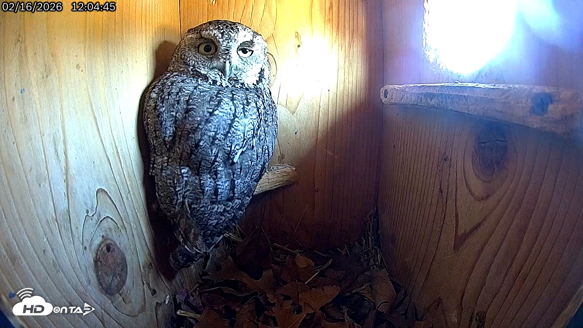 Snapshot of Eastern Screech Owl Live Cam taken Feb 16, 2026, 12:07pm CST