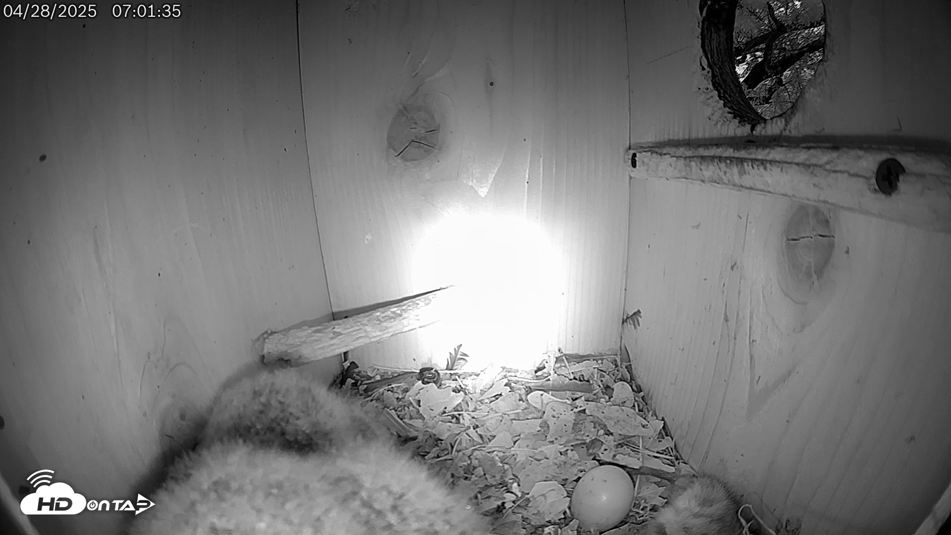 Snapshot of Eastern Screech Owl Live Cam taken Apr 28, 2025, 7:02am CDT
