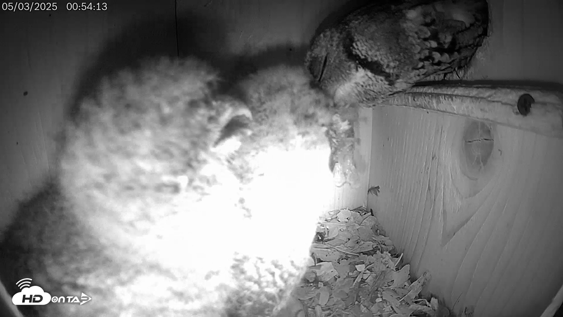 Snapshot of Eastern Screech Owl Live Cam taken May 3, 2025, 9:02am CDT