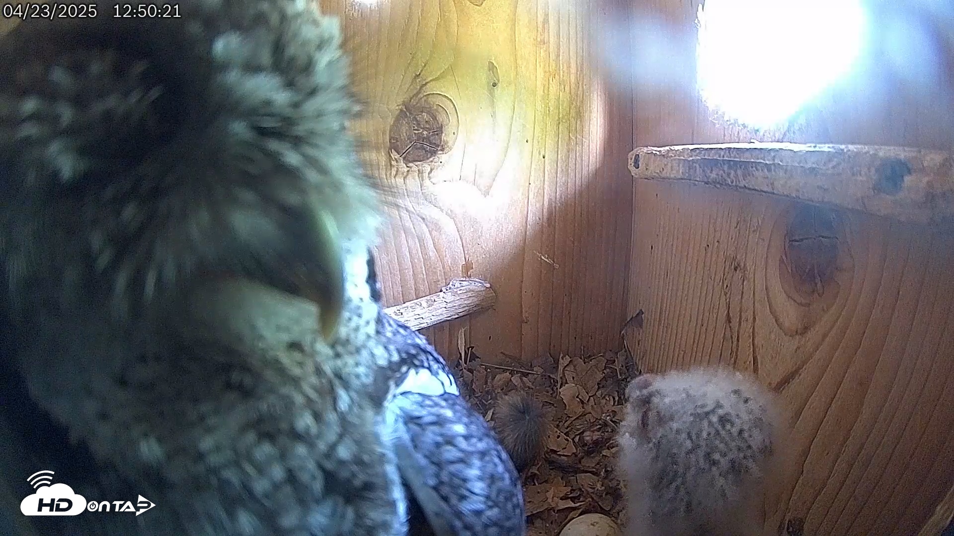 Snapshot of Eastern Screech Owl Live Cam taken Apr 23, 2025, 12:51pm CDT